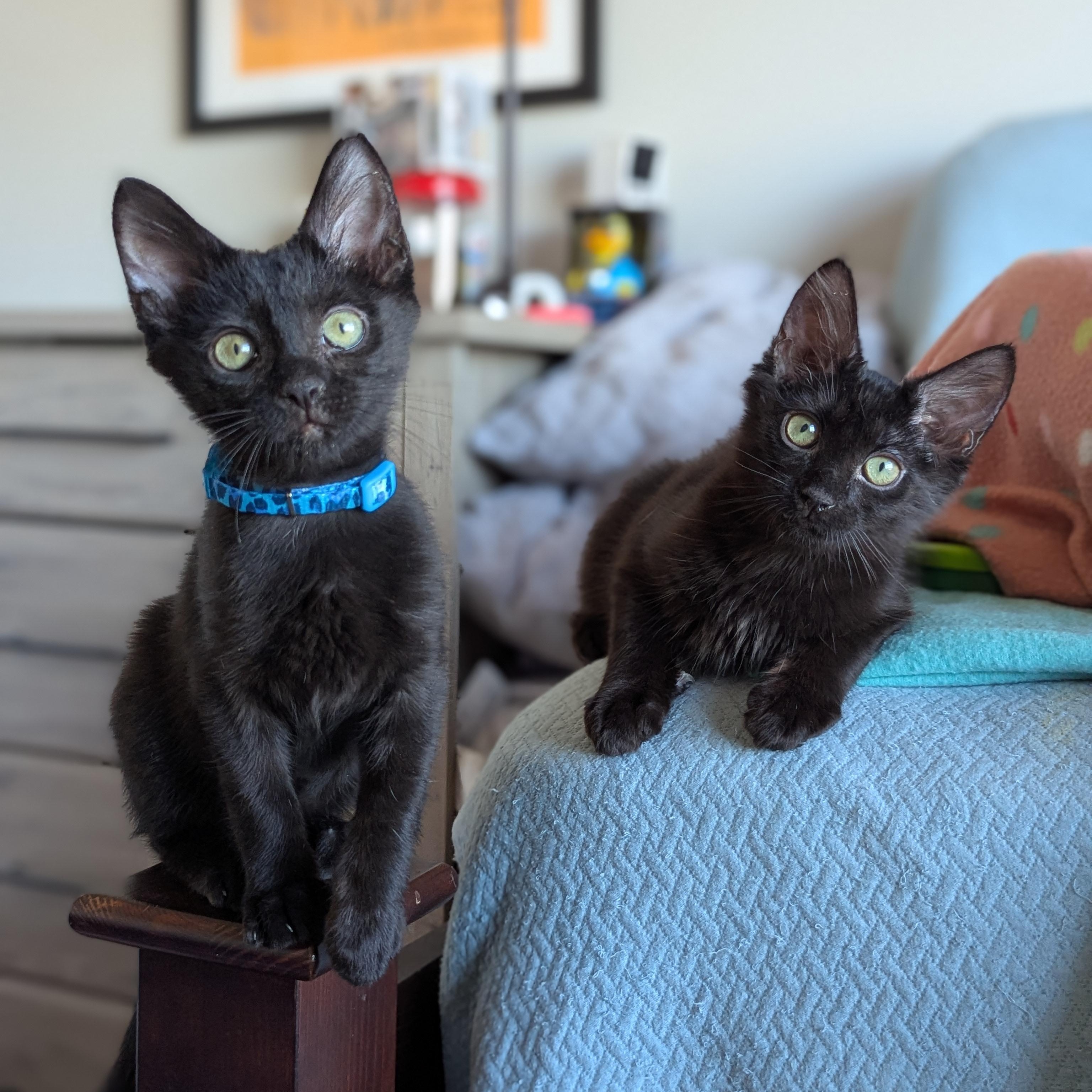 Enlarge Plato (The Tiny Philosophers), a Adoptable mixed breed in Atlanta, GA image 4/6