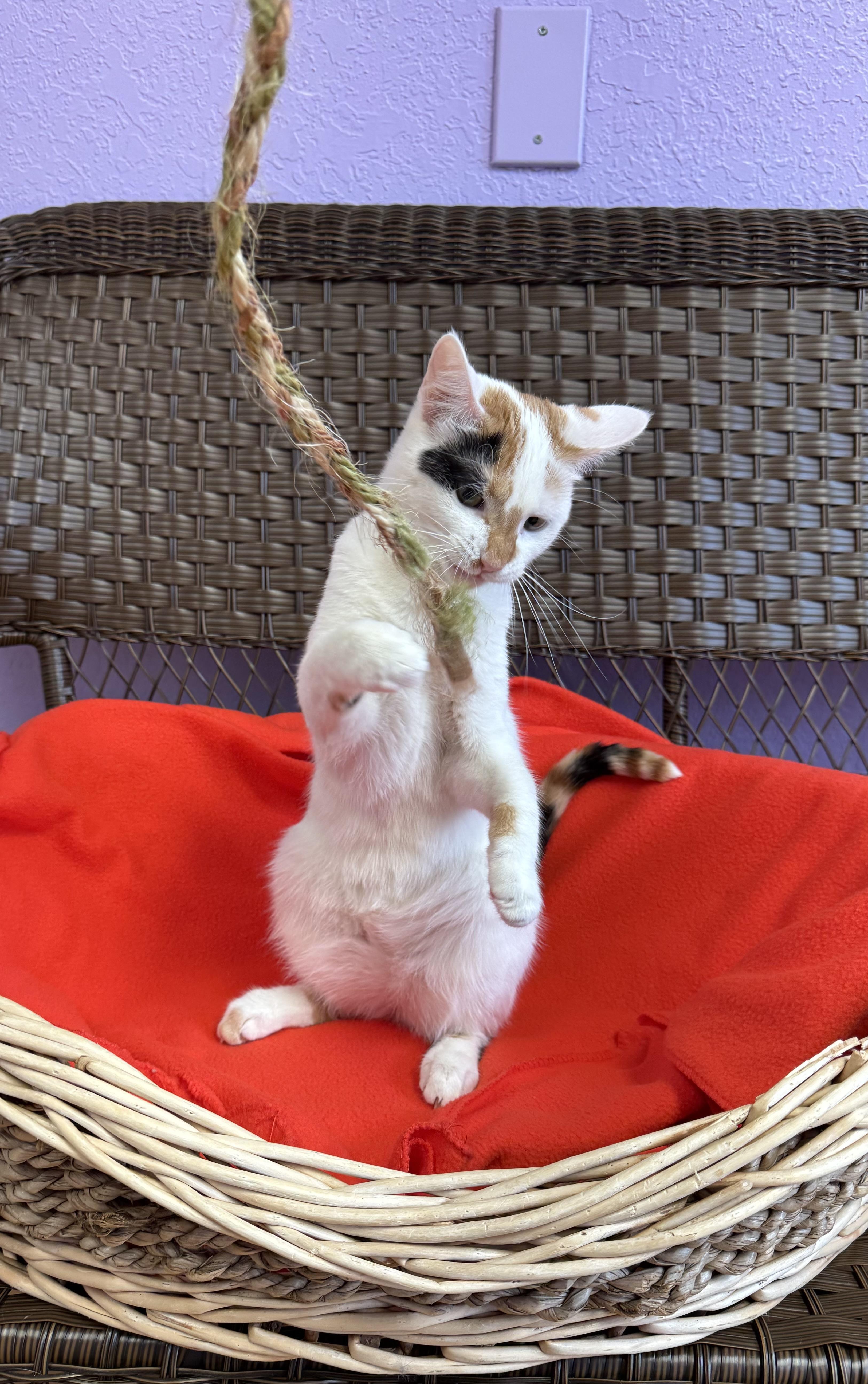 Enlarge Calypos - Female - Calico, an adopted Calico in Monroe, NC image 2/5