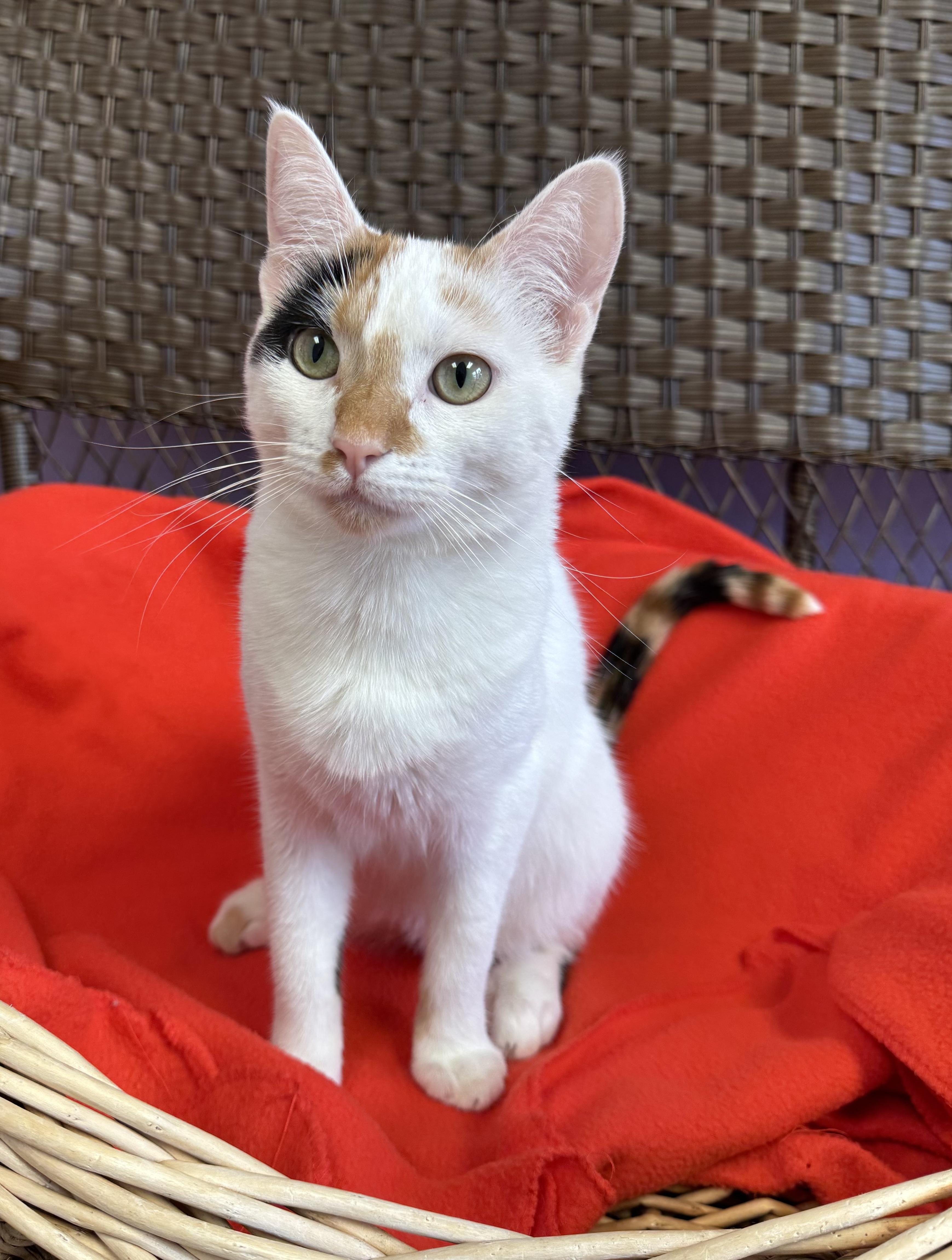 Enlarge Calypos - Female - Calico, an adopted Calico in Monroe, NC image 4/5
