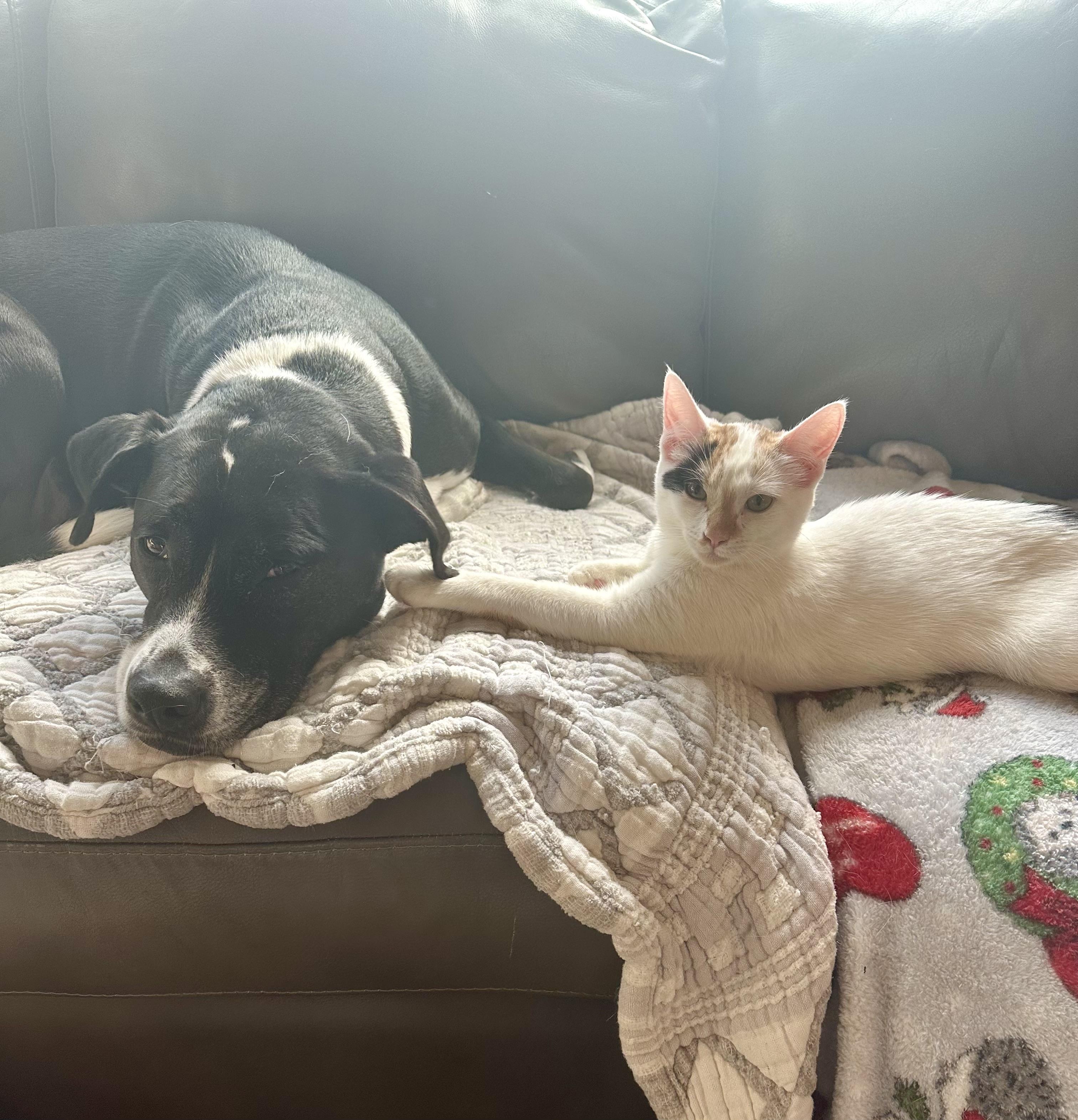 Enlarge Calypos - Female - Calico, an adopted Calico in Monroe, NC image 5/5