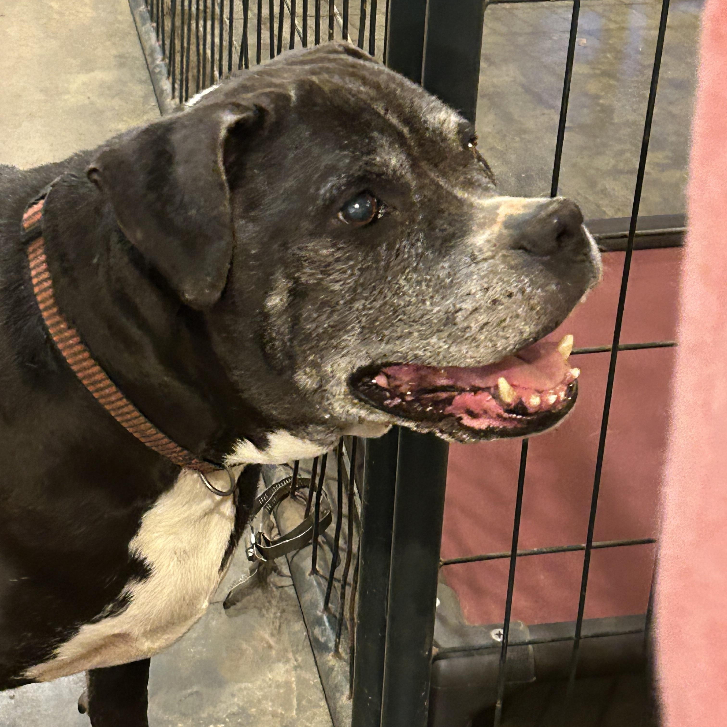 Ebony, a ADOPTABLE mixed breed in Charles City, VA image 2/4