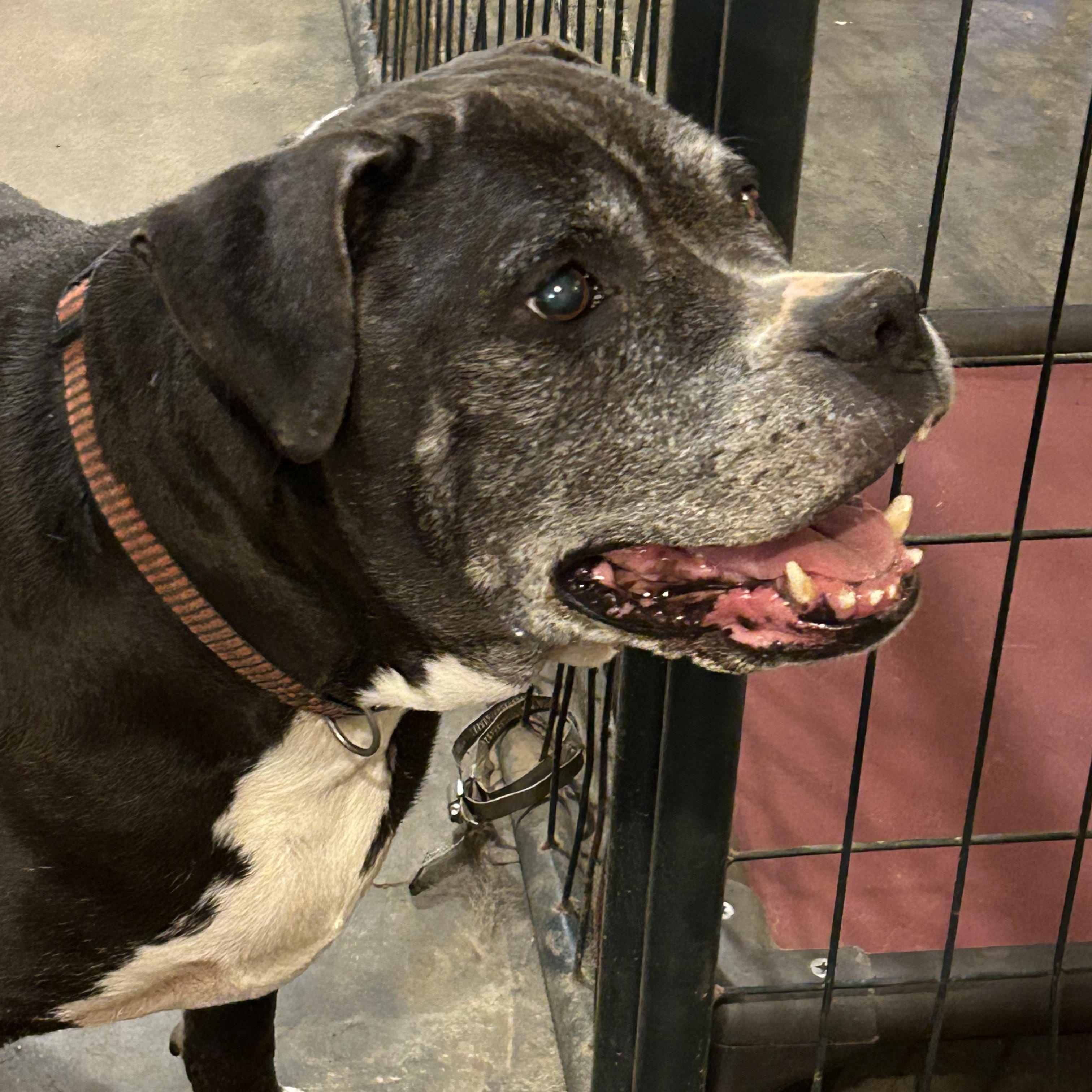 Ebony, ADOPTABLE, Senior Female Labrador Retriever & Pit Bull Terrier.
