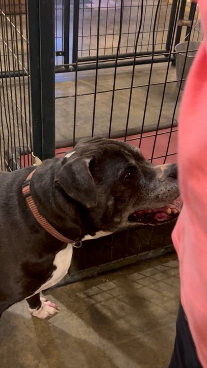 Enlarge Ebony, a ADOPTABLE mixed breed in Charles City, VA video 3/4