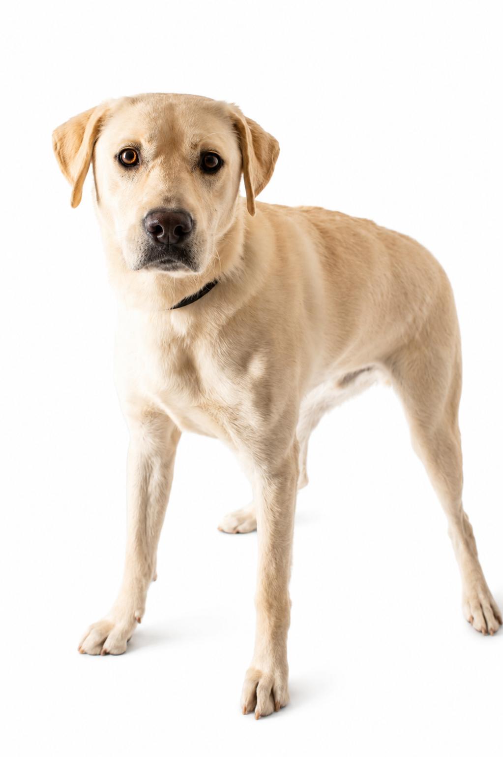 Simba, a ADOPTABLE Labrador Retriever in Plaquemine, LA image 2/2