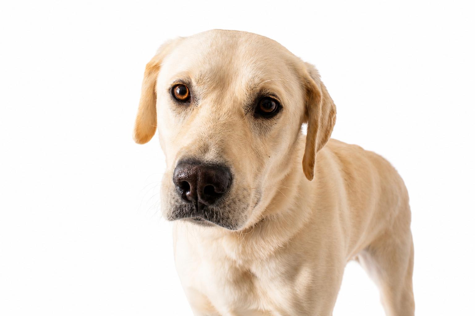 Simba, ADOPTABLE, Adult Male Labrador Retriever.