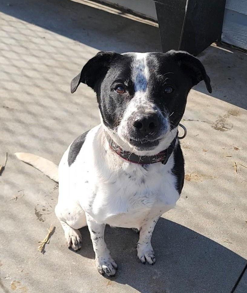 Mickey, Adoptable, Adult Male Pointer.