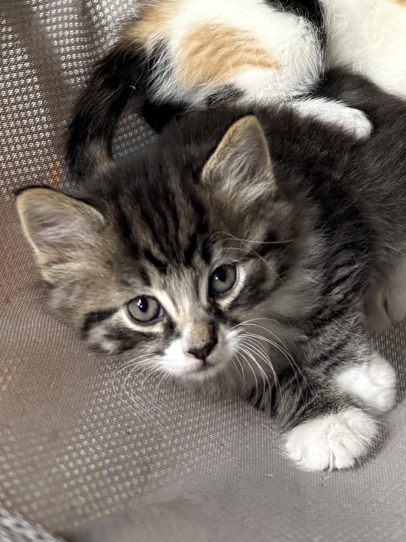 CAT - Hugo, Adopted, Kitten Male Domestic Medium Hair.