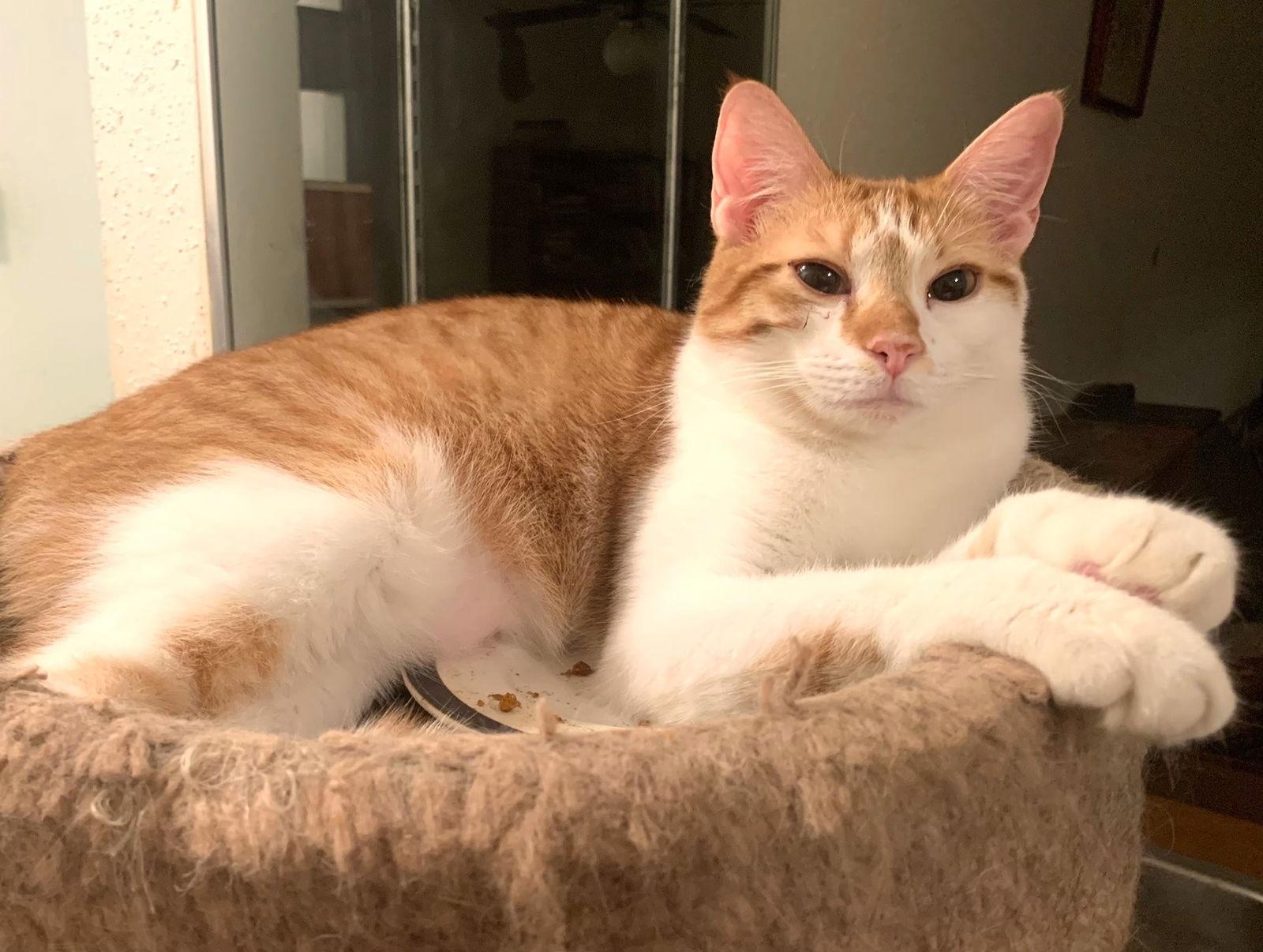 Emme #doll-on-the-doormat, Adopted, Adult Female Tabby & Domestic Short Hair.