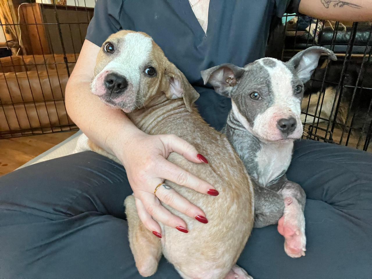 Enlarge Lola, a ADOPTABLE Pit Bull Terrier in Los Angeles, CA image 4/6