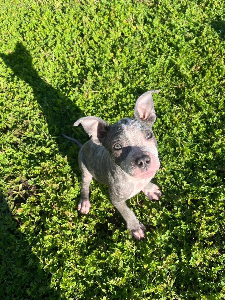 Enlarge Lola, a ADOPTABLE Pit Bull Terrier in Los Angeles, CA image 2/6
