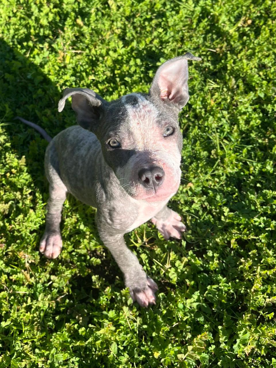 Enlarge Lola, a ADOPTABLE Pit Bull Terrier in Los Angeles, CA image 1/6