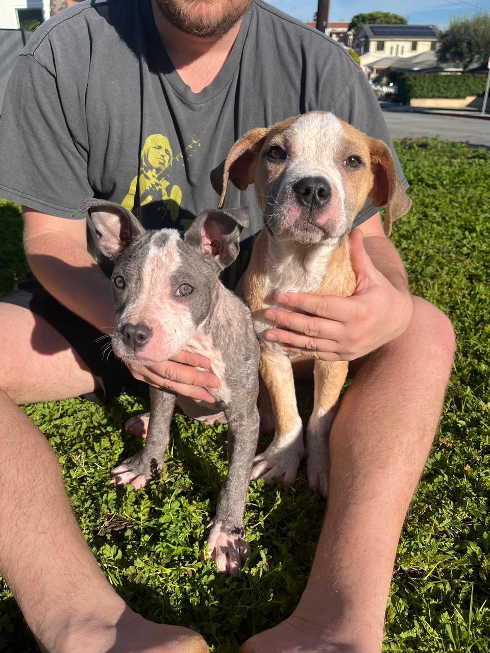 Enlarge Lola, a ADOPTABLE Pit Bull Terrier in Los Angeles, CA image 5/6