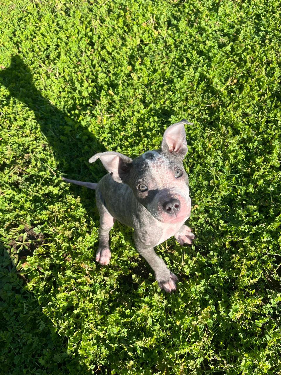 Enlarge Lola, a ADOPTABLE Pit Bull Terrier in Los Angeles, CA image 6/6