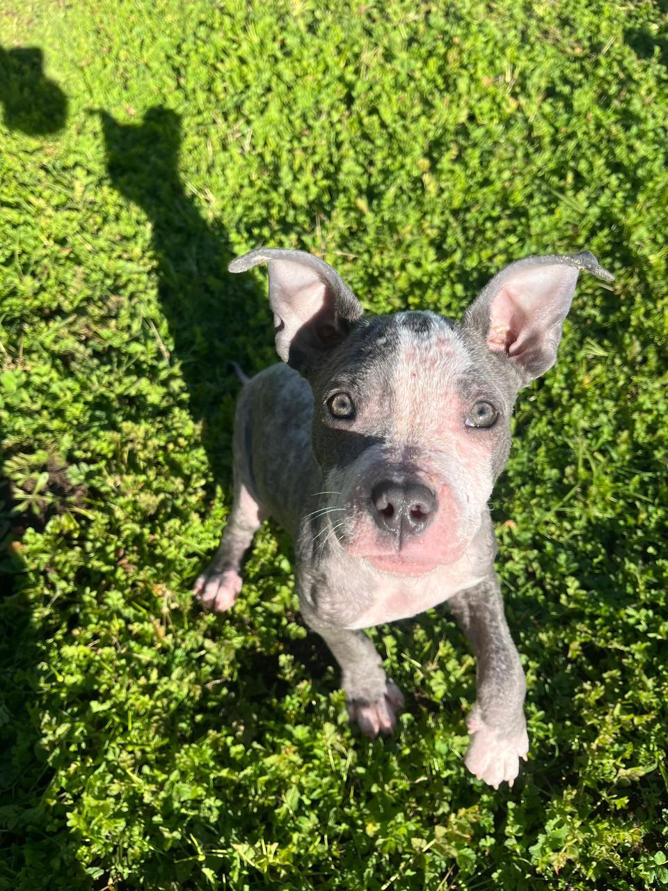 Enlarge Lola, a ADOPTABLE Pit Bull Terrier in Los Angeles, CA image 3/6