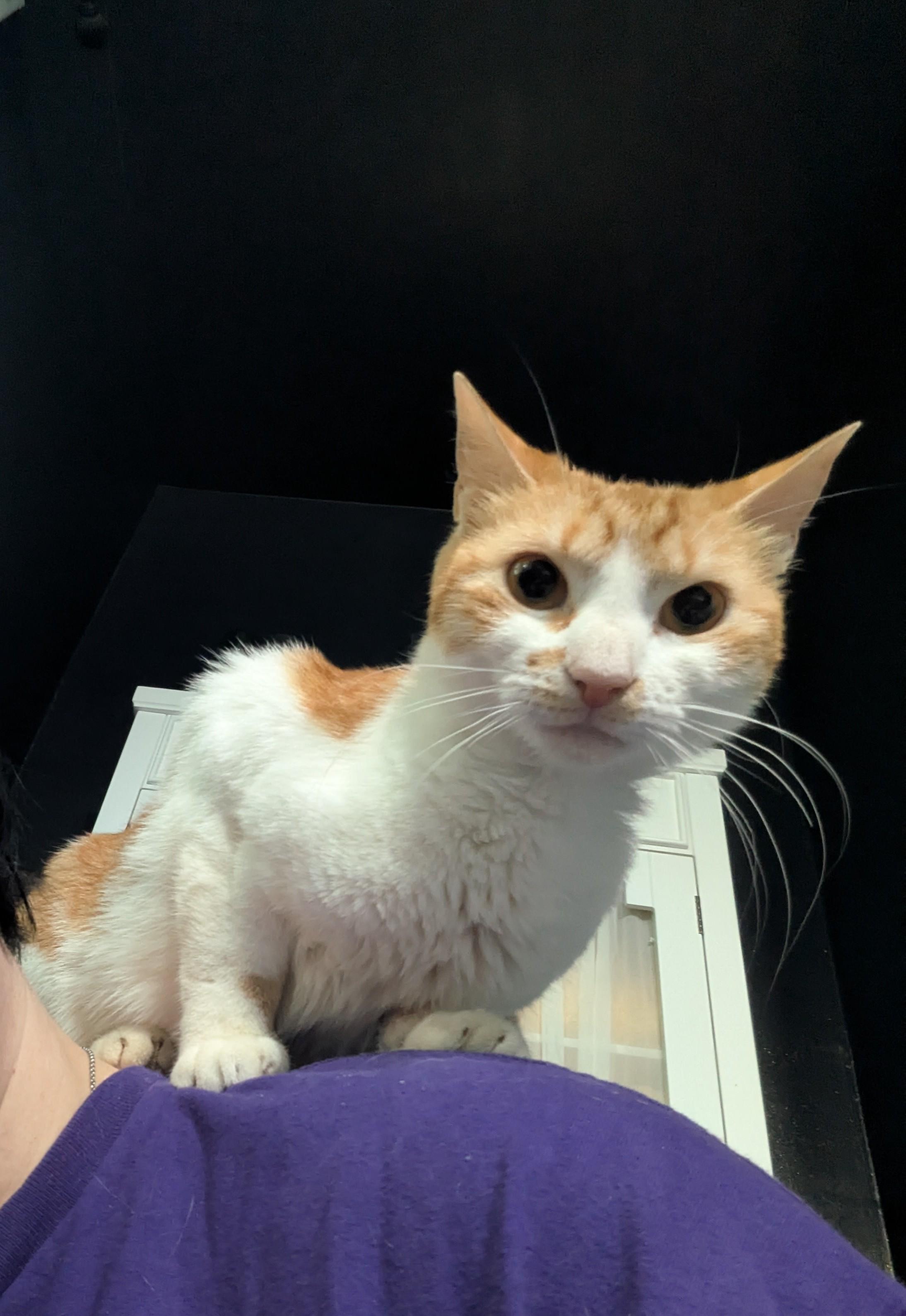 Enlarge Princess Almond, a Adoptable Domestic Short Hair in Crompond, NY image 3/4