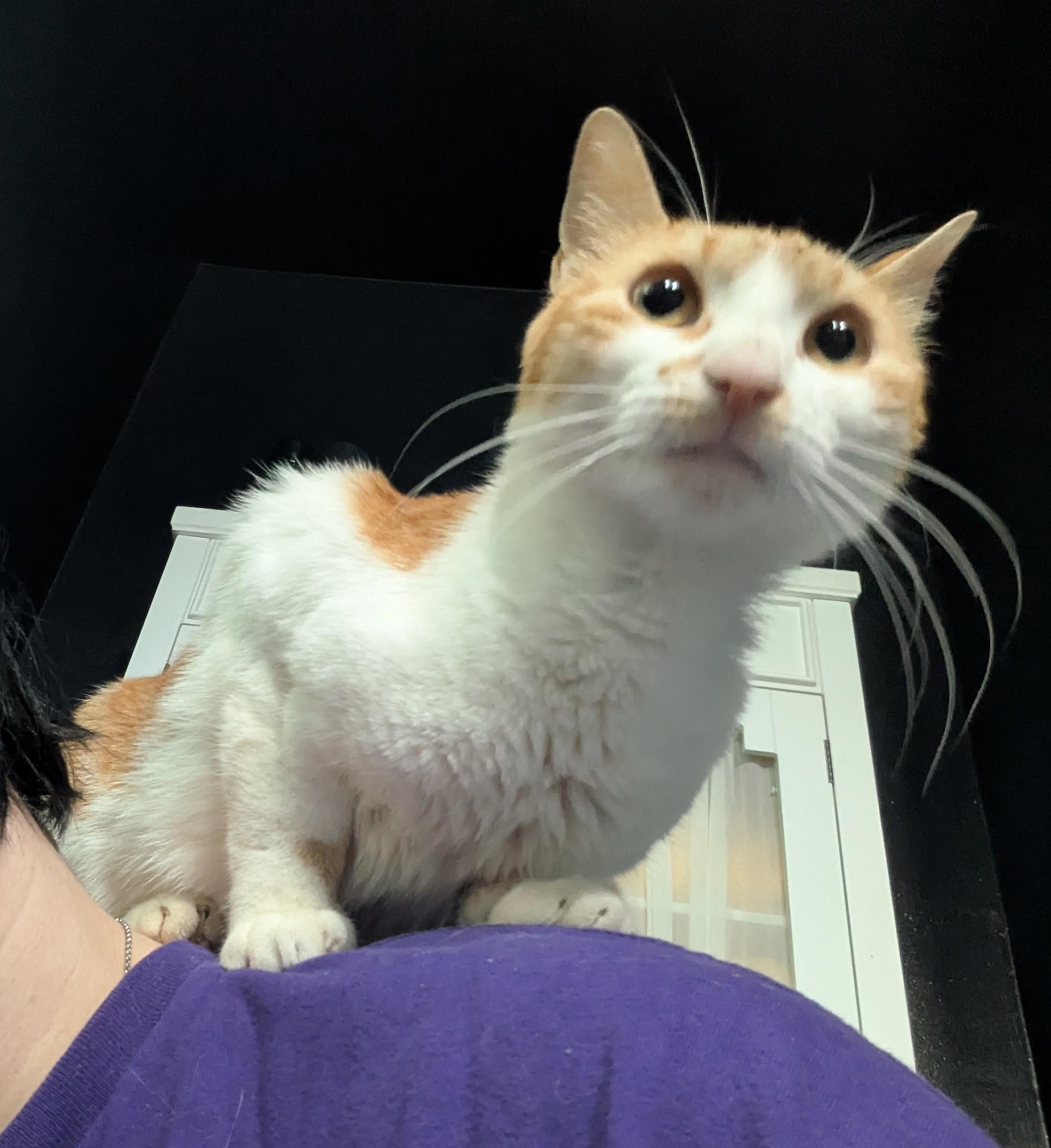 Enlarge Princess Almond, a Adoptable Domestic Short Hair in Crompond, NY image 4/4