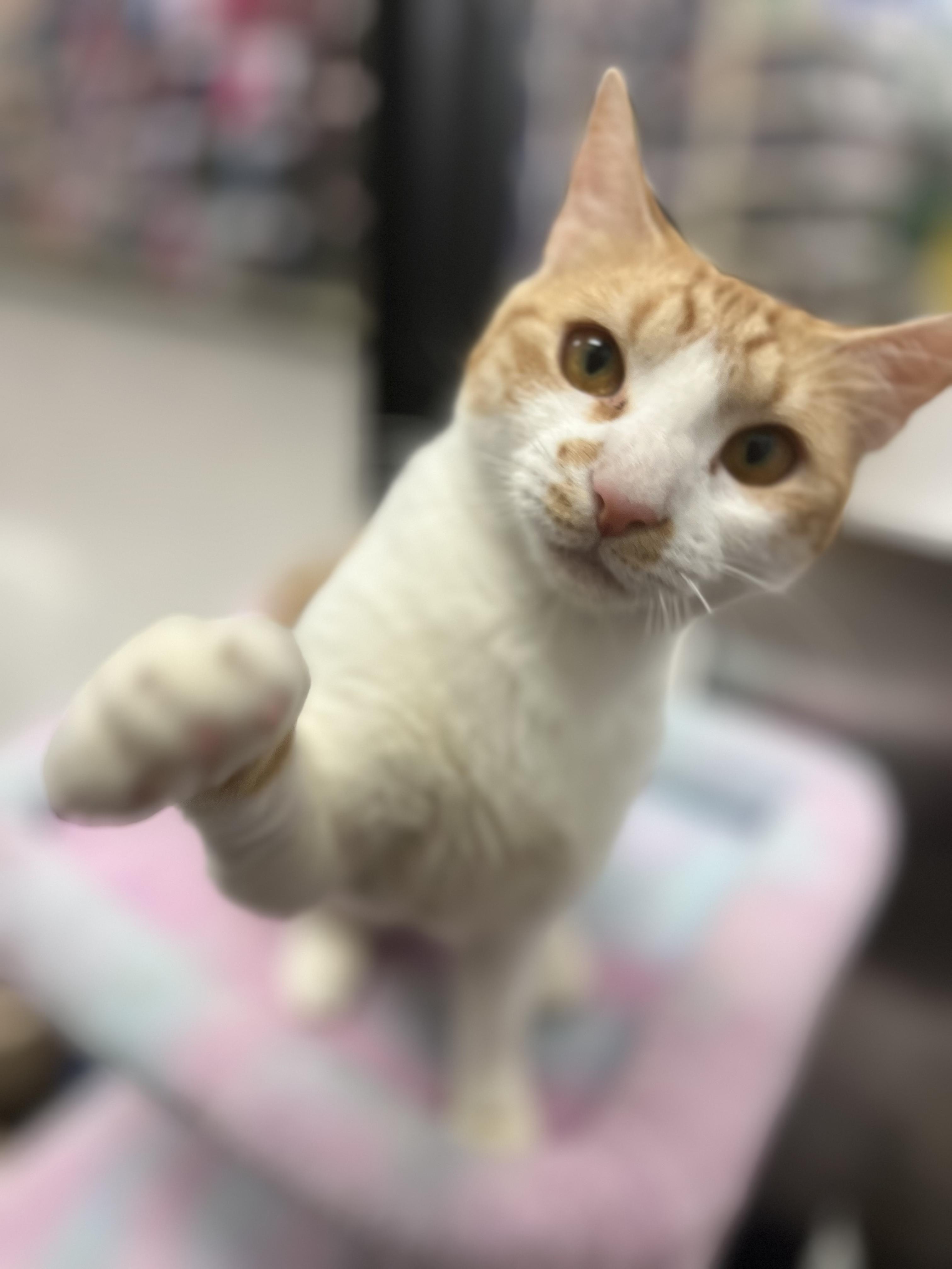 Princess Almond, Adoptable, Young Female Domestic Short Hair.