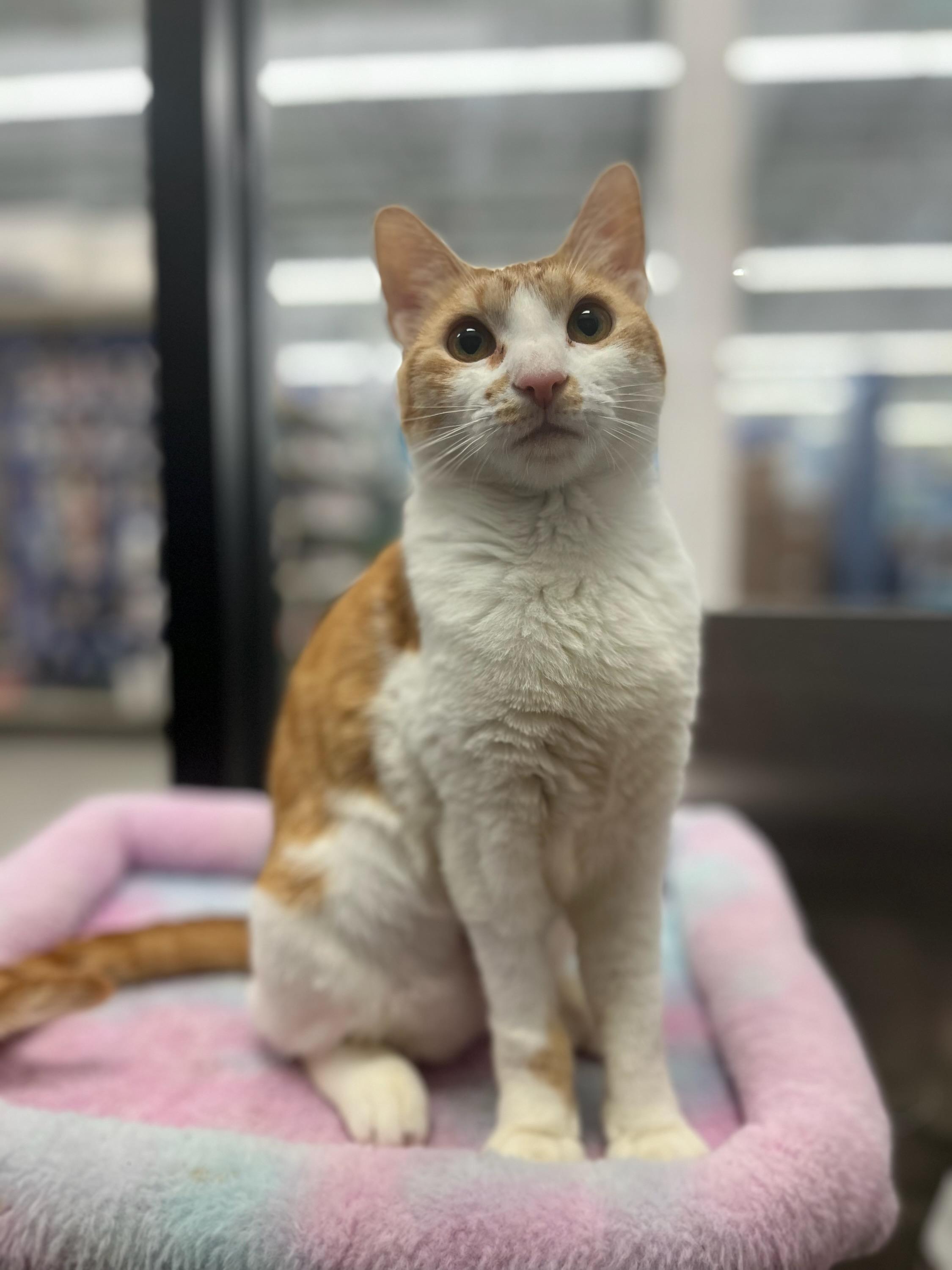 Enlarge Princess Almond, a Adoptable Domestic Short Hair in Crompond, NY image 2/4