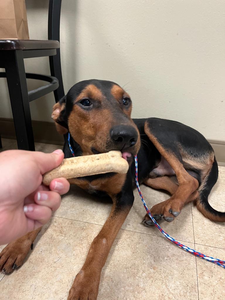 Enlarge Dog Kennel #38 Duke, a Adoptable mixed breed in Greenville, TX image 2/6