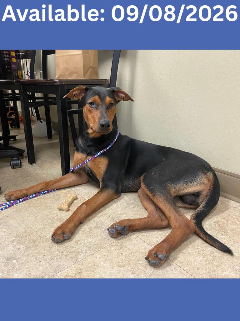 Enlarge Dog Kennel #38 Duke, a Adoptable mixed breed in Greenville, TX image 3/6