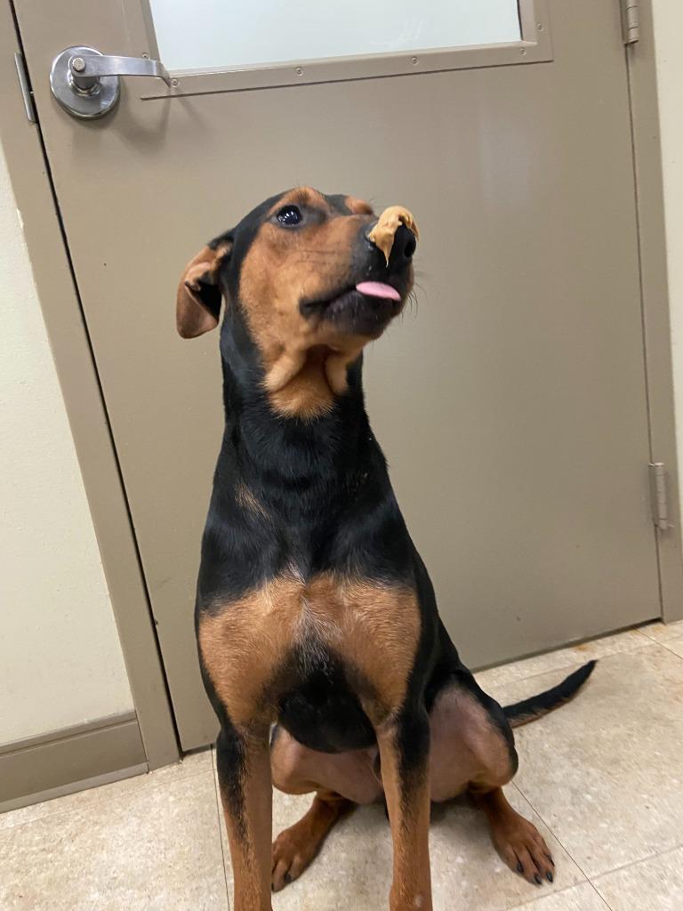 Enlarge Dog Kennel #38 Duke, a Adoptable mixed breed in Greenville, TX image 4/6