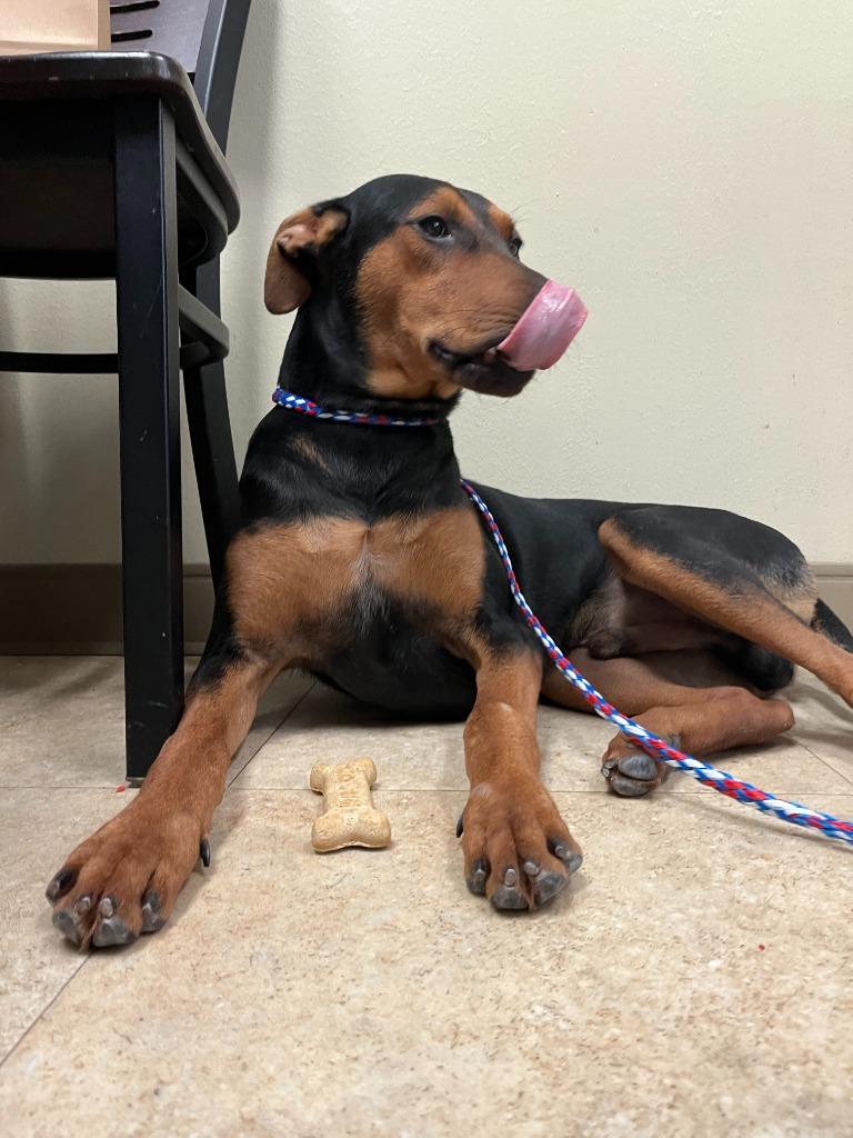 Enlarge Dog Kennel #38 Duke, a Adoptable mixed breed in Greenville, TX image 5/6