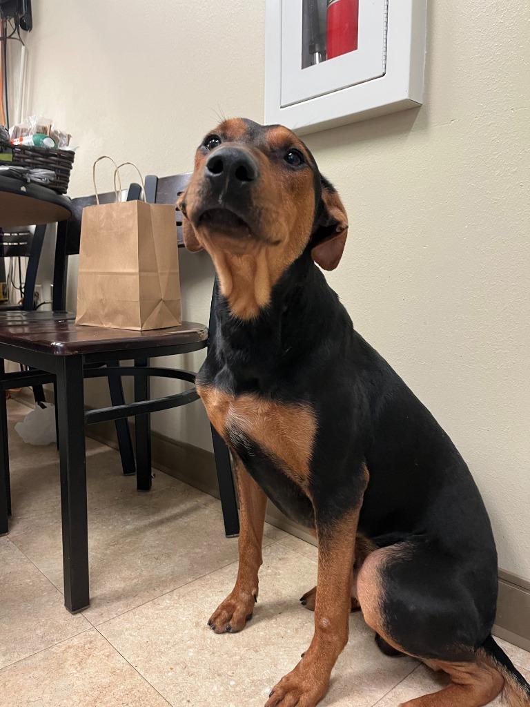 Enlarge Dog Kennel #38 Duke, a Adoptable mixed breed in Greenville, TX image 6/6