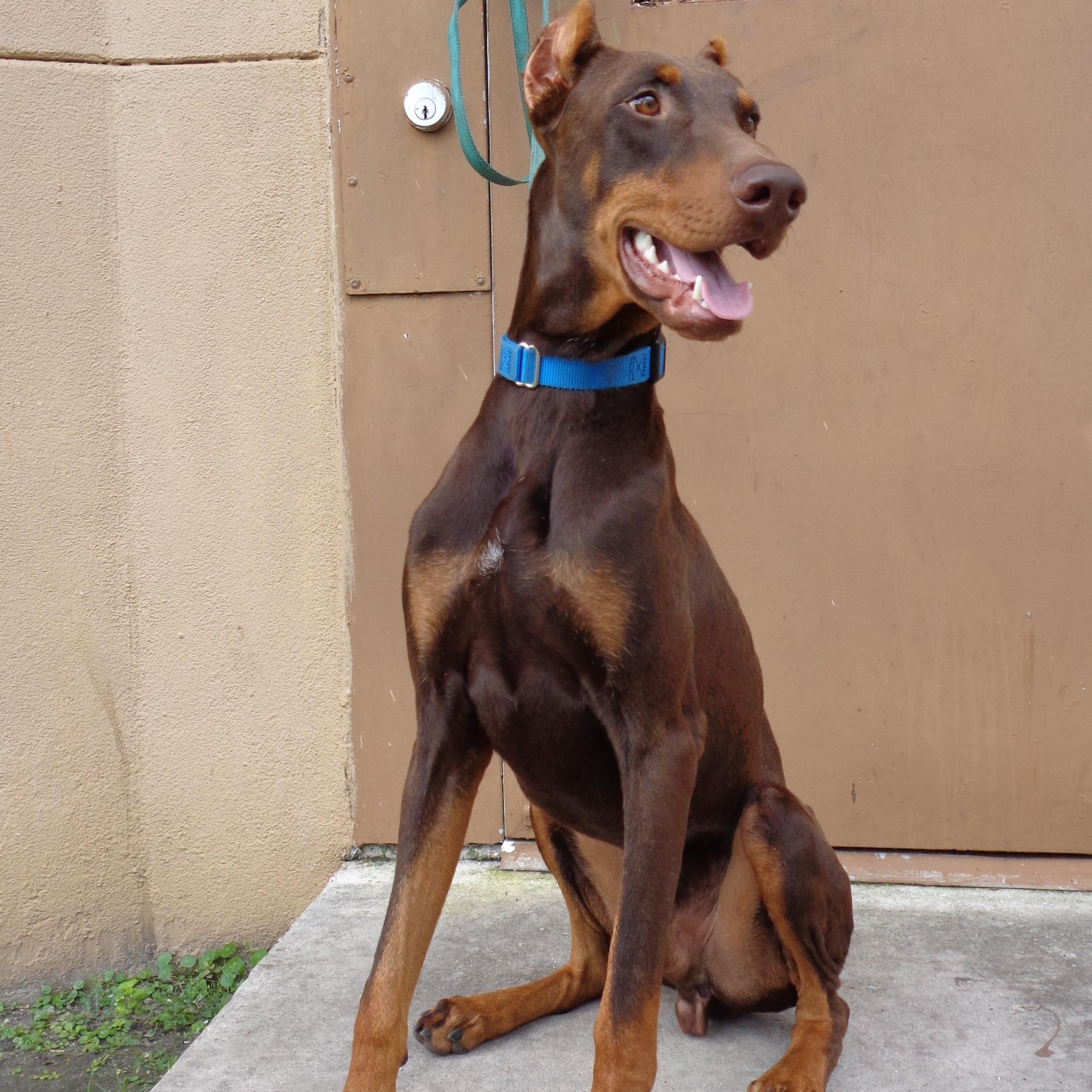 GRIFFIN-TRAINED DOG, Adopted, Young Male Doberman Pinscher.