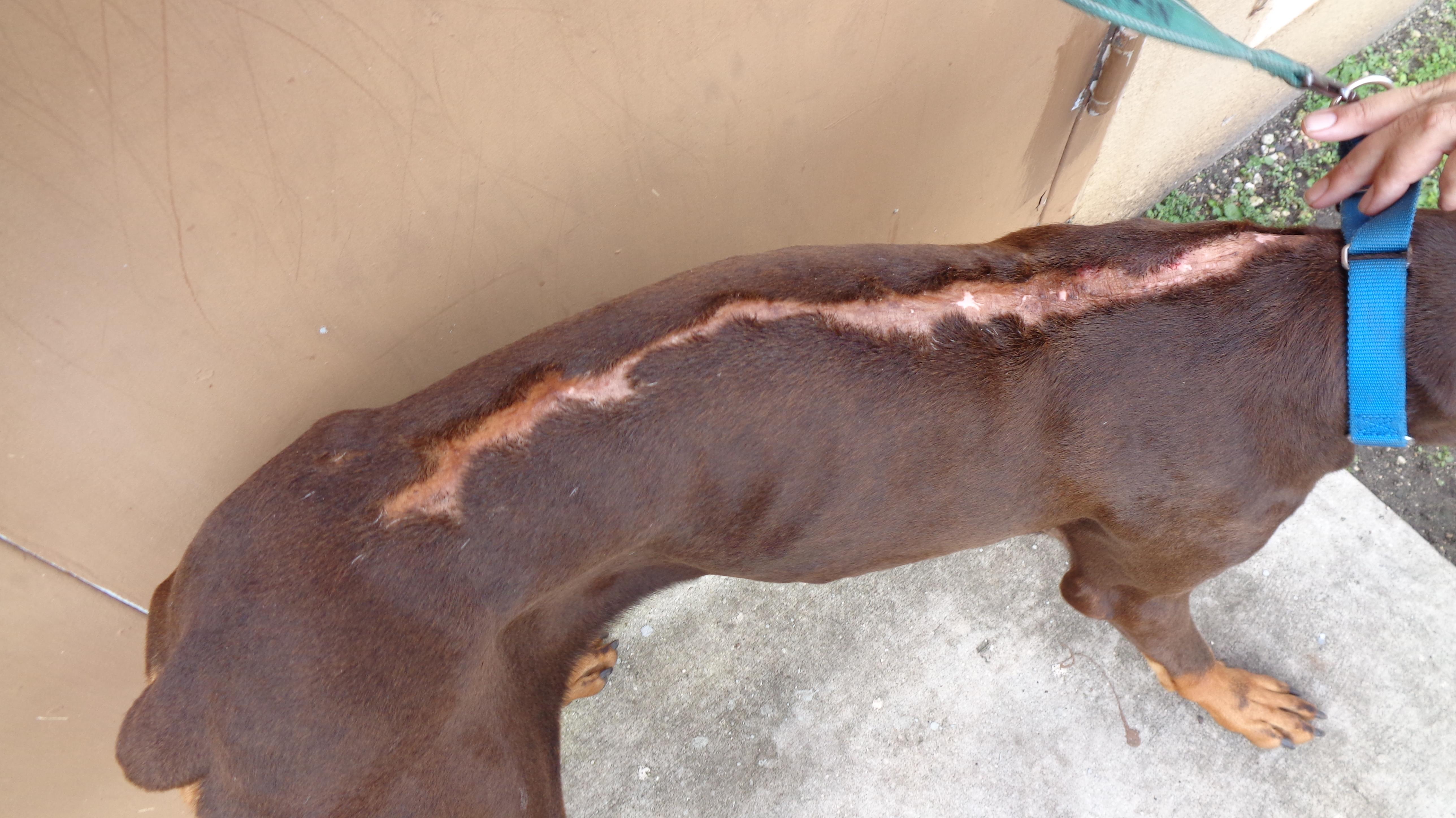 GRIFFIN-TRAINED DOG, a Adopted Doberman Pinscher in Miami, FL image 2/2