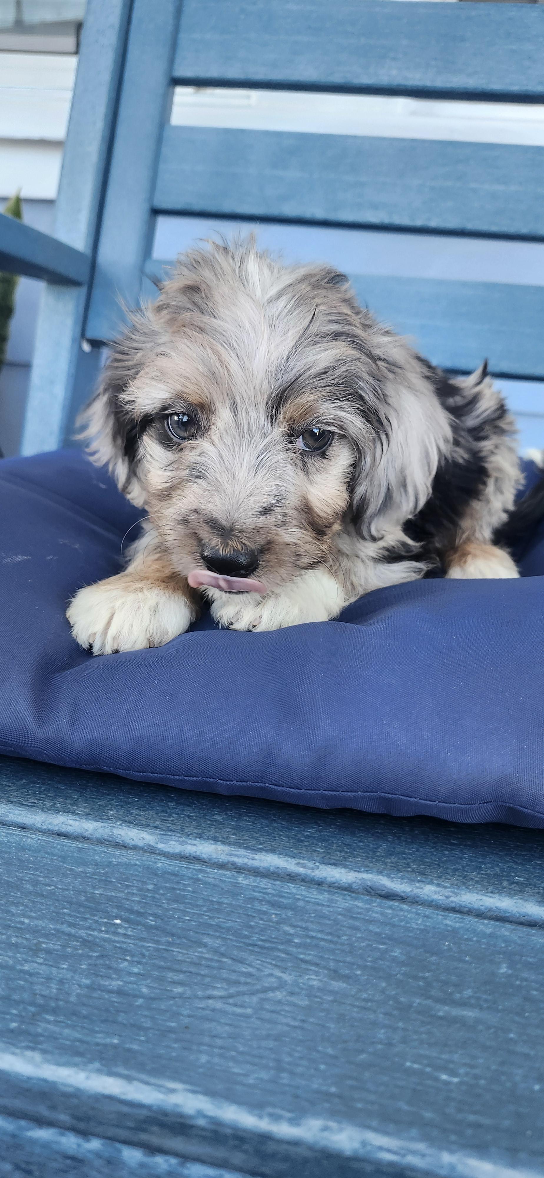 Enlarge Ozzie, a Adopted Aussiedoodle in Torrance, CA image 1/3