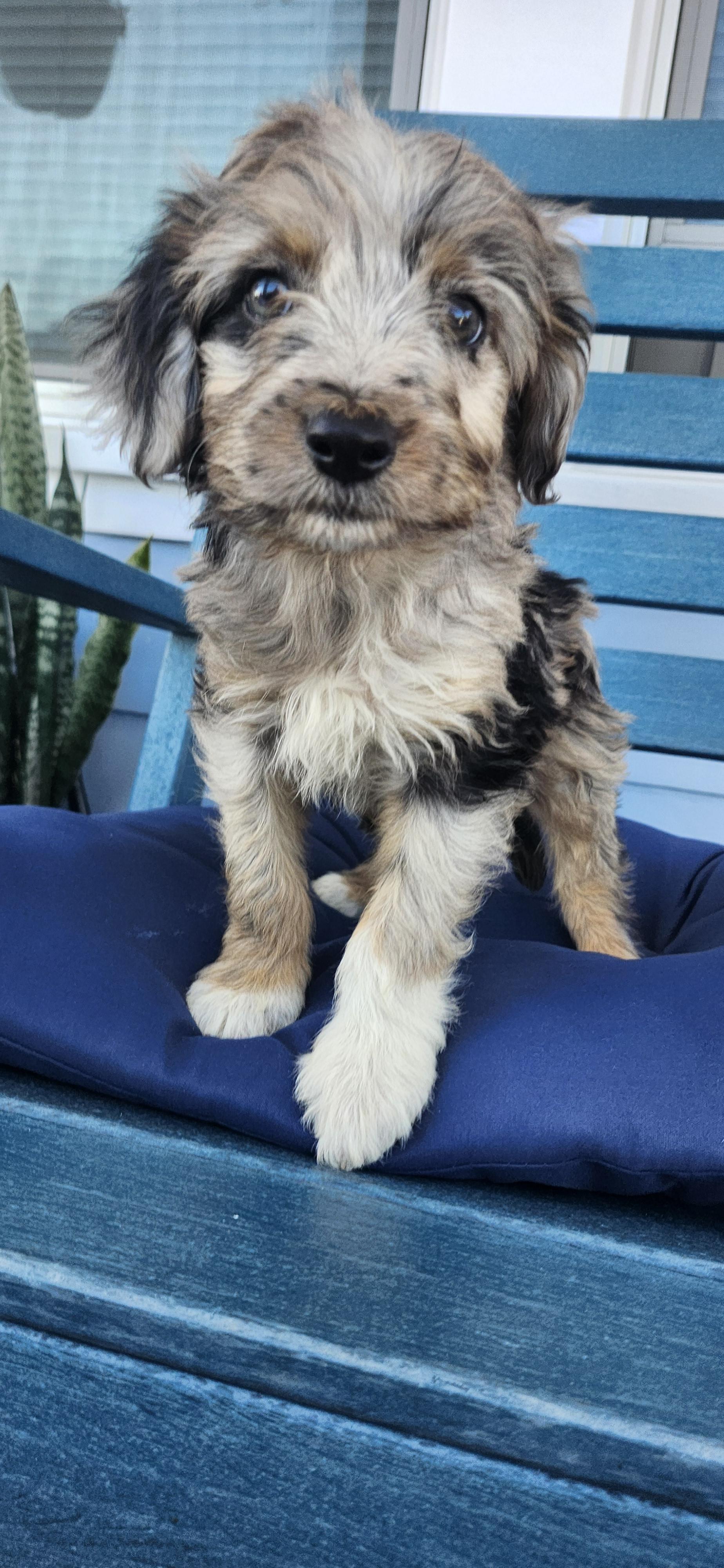 Enlarge Ozzie, a Adopted Aussiedoodle in Torrance, CA image 2/3