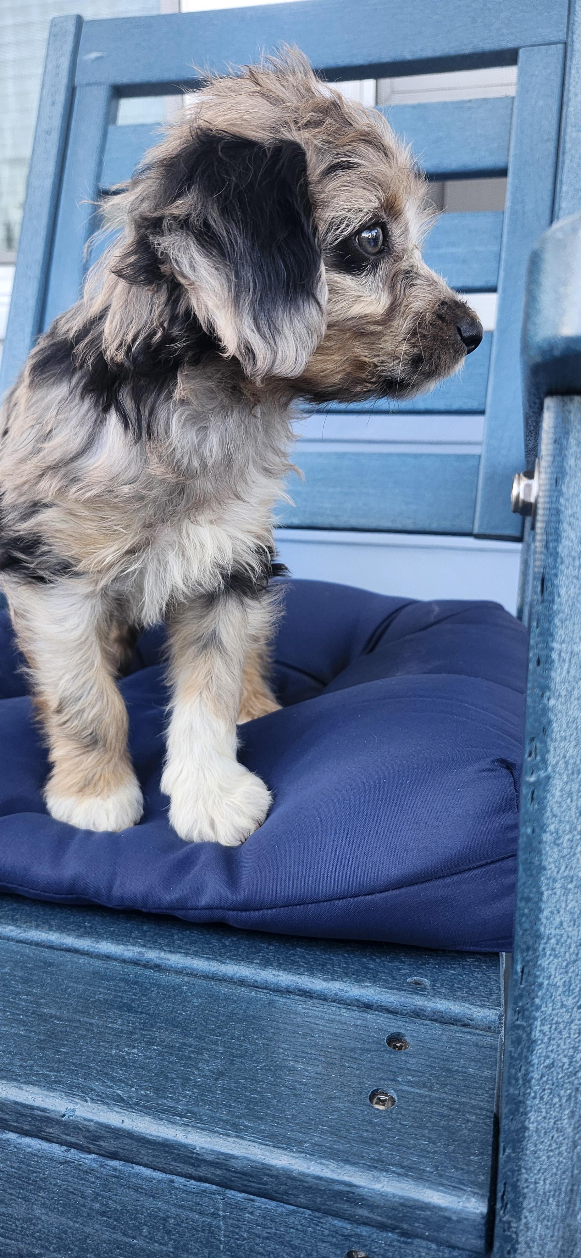 Enlarge Ozzie, a Adopted Aussiedoodle in Torrance, CA image 3/3