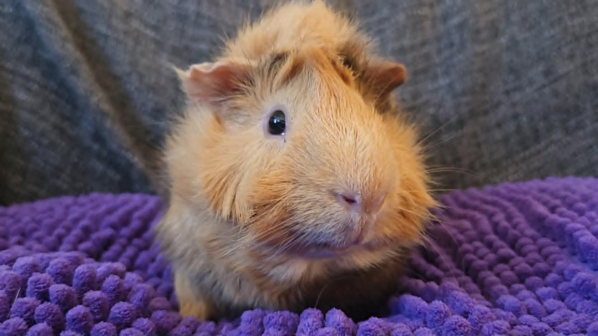 Enlarge Bear & Marshmallow, a ADOPTABLE Guinea Pig in San Clemente, CA image 3/5