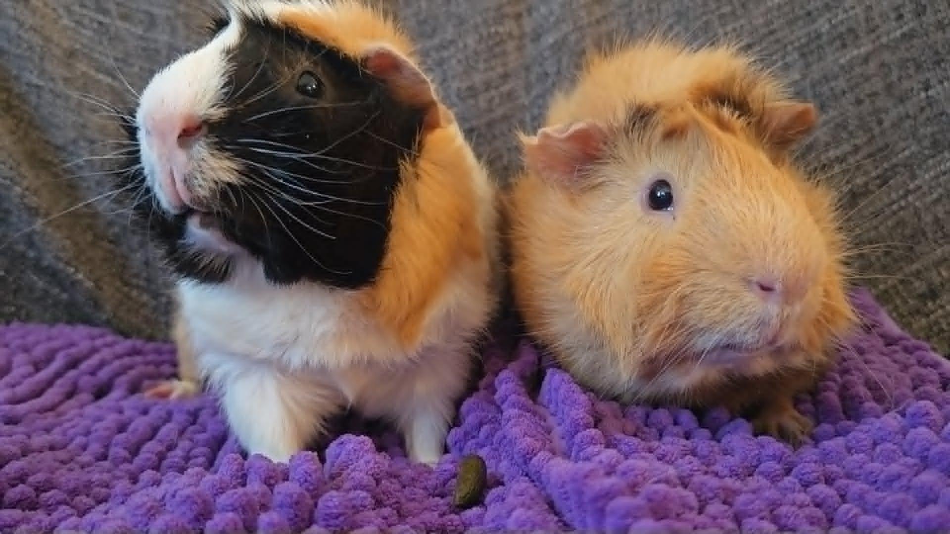 Enlarge Bear & Marshmallow, a ADOPTABLE Guinea Pig in San Clemente, CA image 1/5