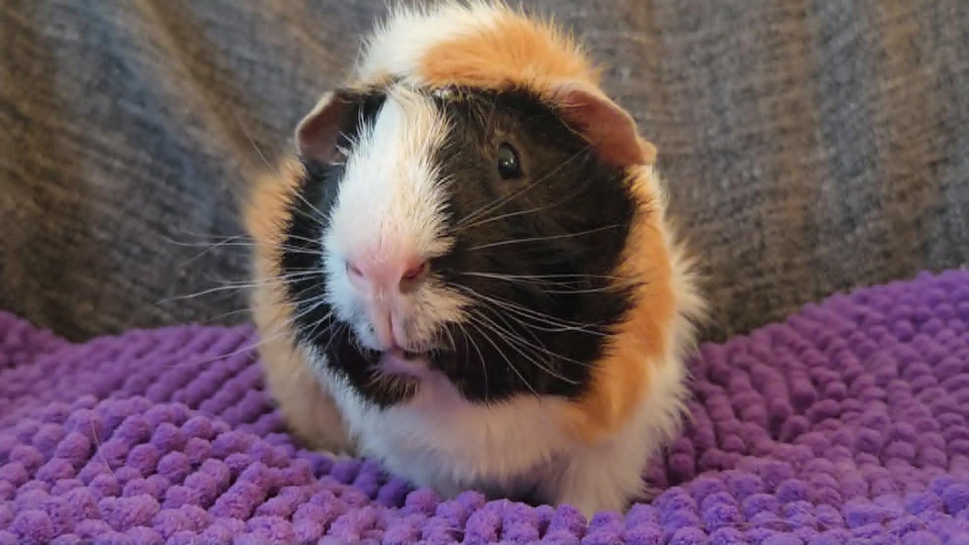 Enlarge Bear & Marshmallow, a ADOPTABLE Guinea Pig in San Clemente, CA image 4/5