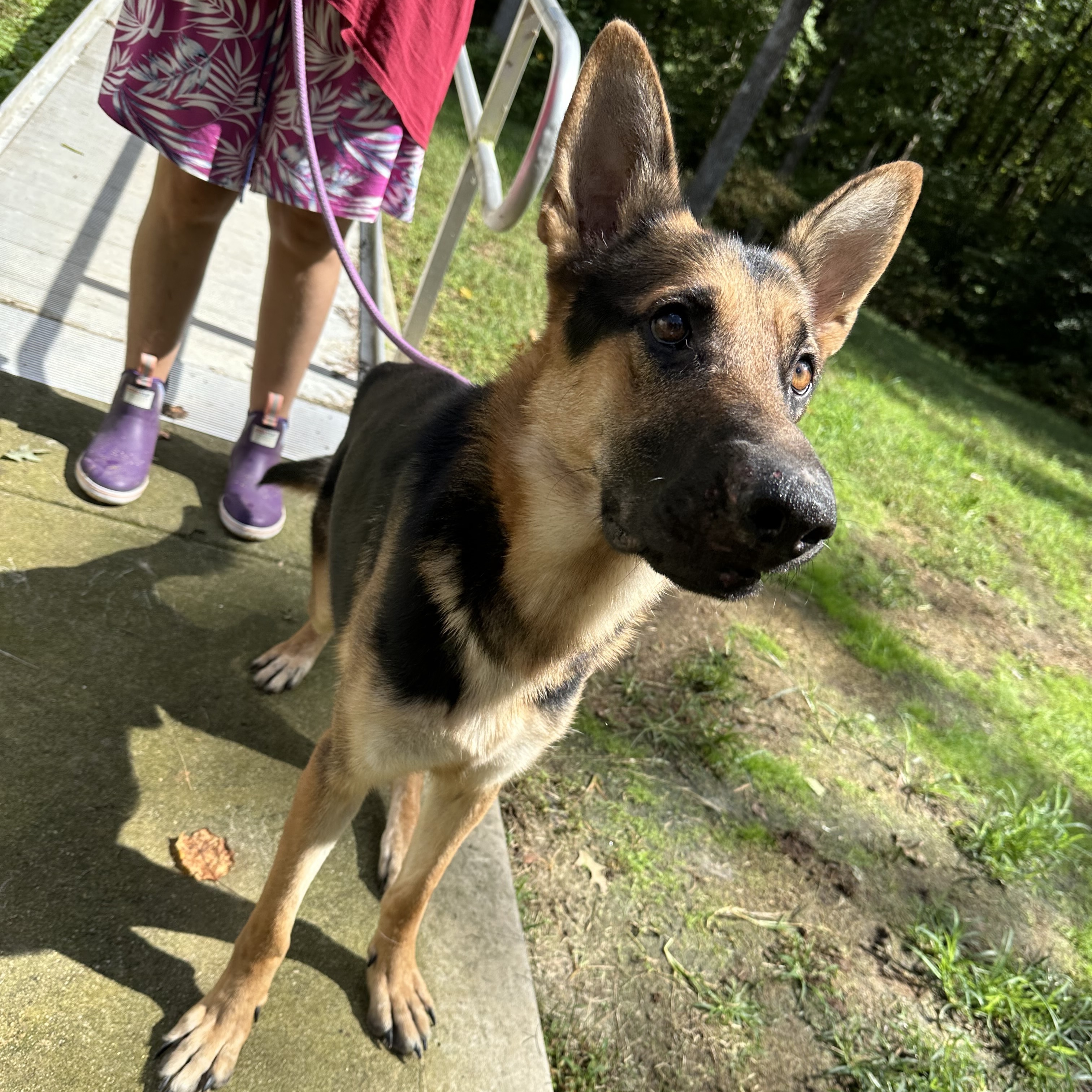 Enlarge Johnny- an affectionate family man!, a Adoptable mixed breed in virginia beach, VA image 4/4