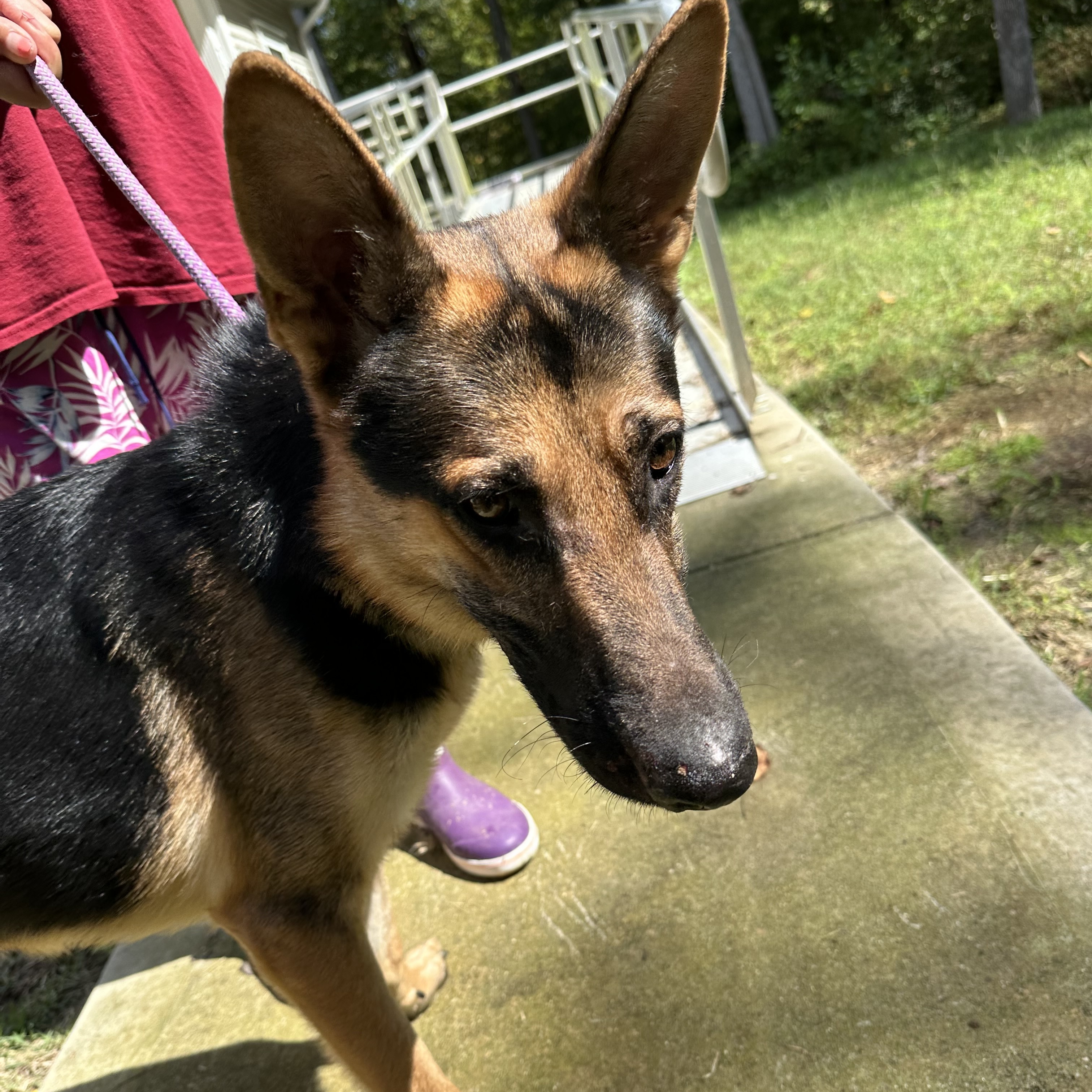 Enlarge Johnny- an affectionate family man!, a Adoptable mixed breed in virginia beach, VA image 1/4