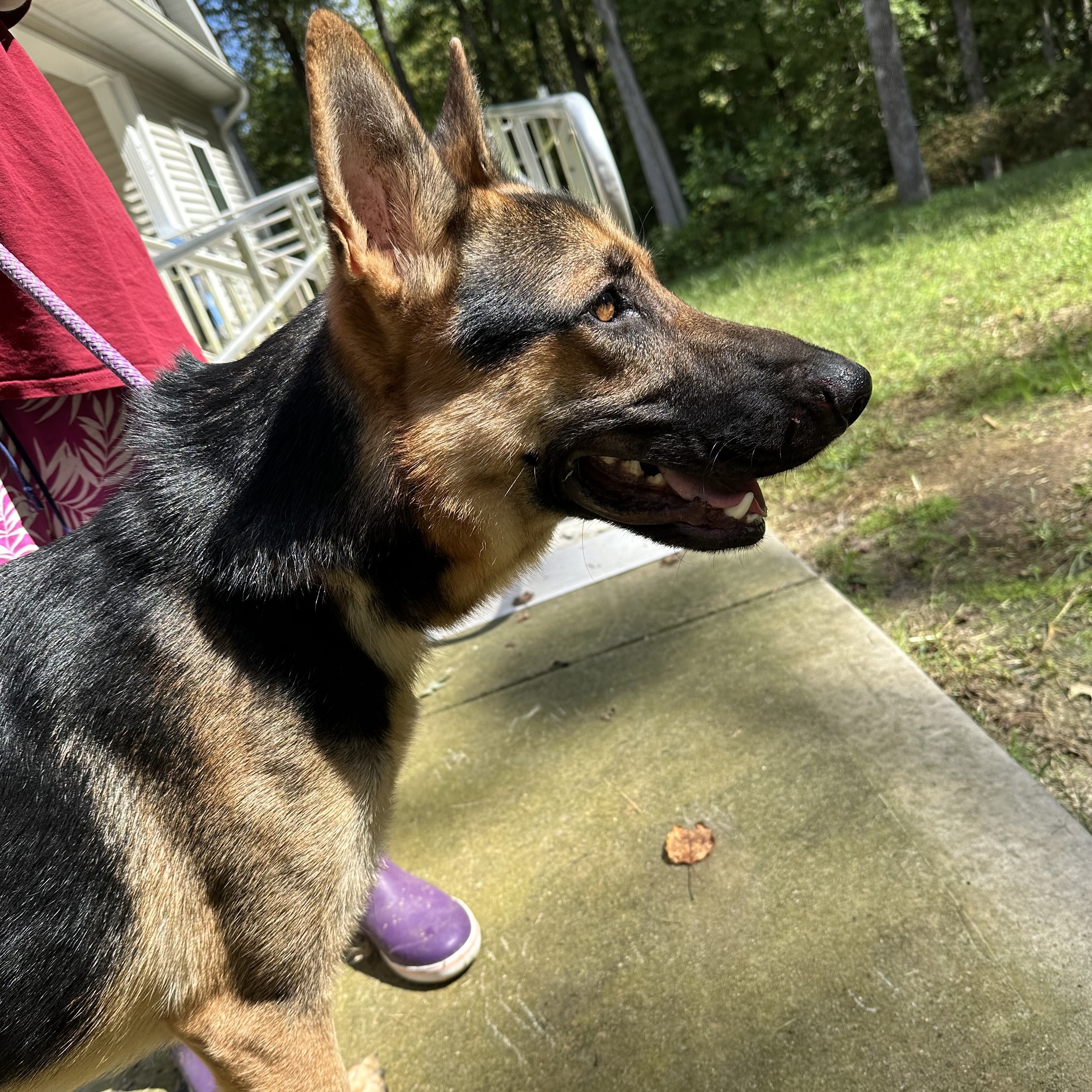 Enlarge Johnny- an affectionate family man!, a Adoptable mixed breed in virginia beach, VA image 2/4