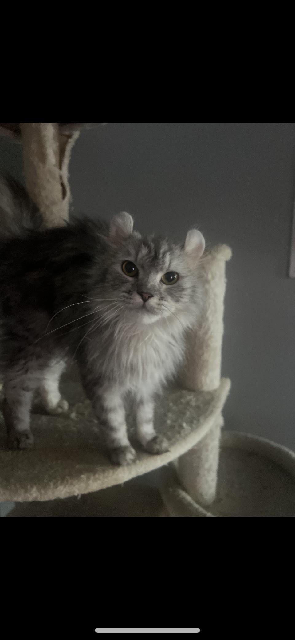 Fluffy, Young Male Domestic Long Hair