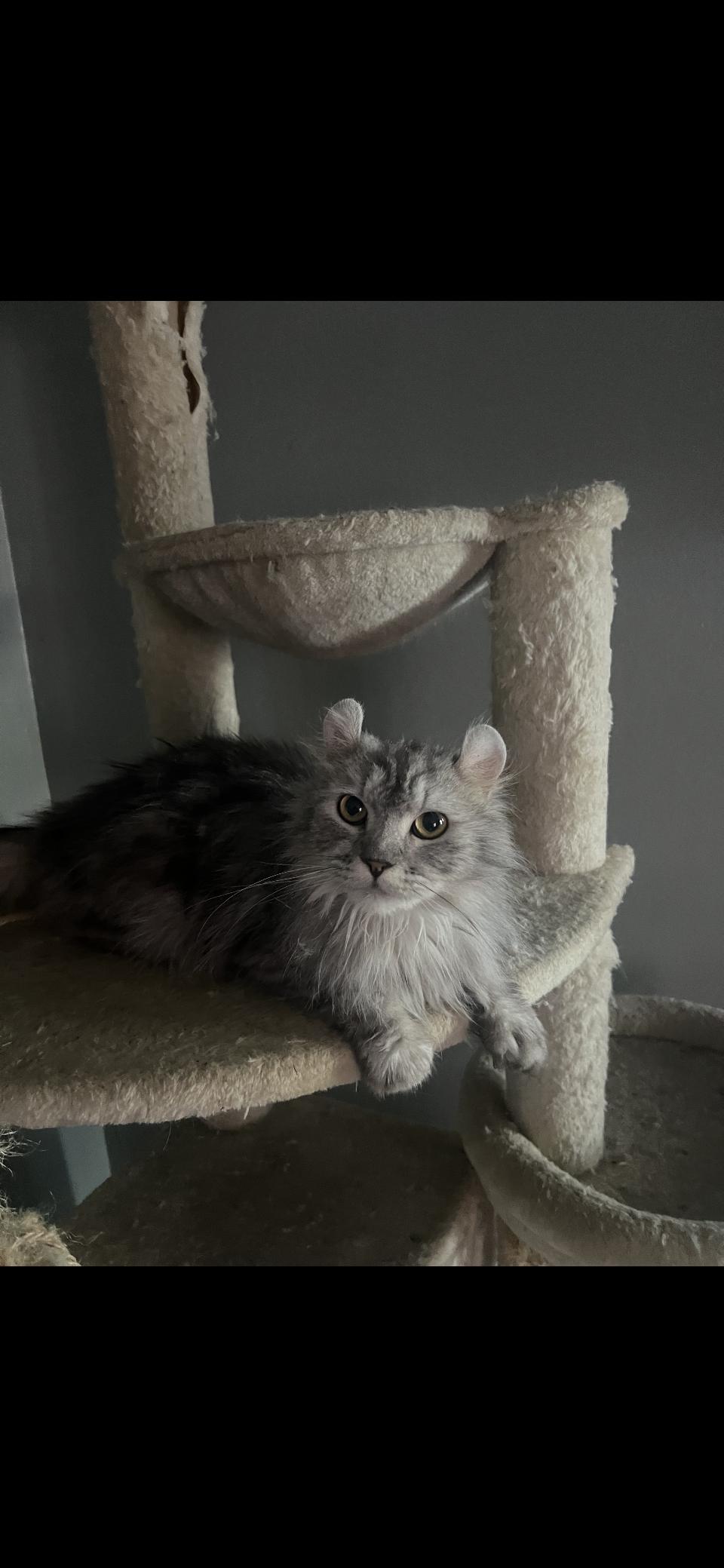 Fluffy photo 2
