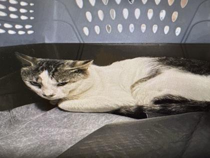 Tiger, Adoptable, Young Male Domestic Short Hair & Domestic Short Hair.