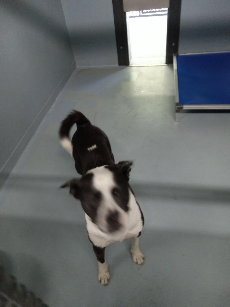 Shayla, Adoptable, Adult Female American Bulldog & Mixed Breed.