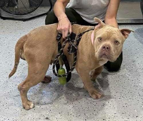 Coconut, a Adoptable mixed breed in Alvin, TX image 1/6