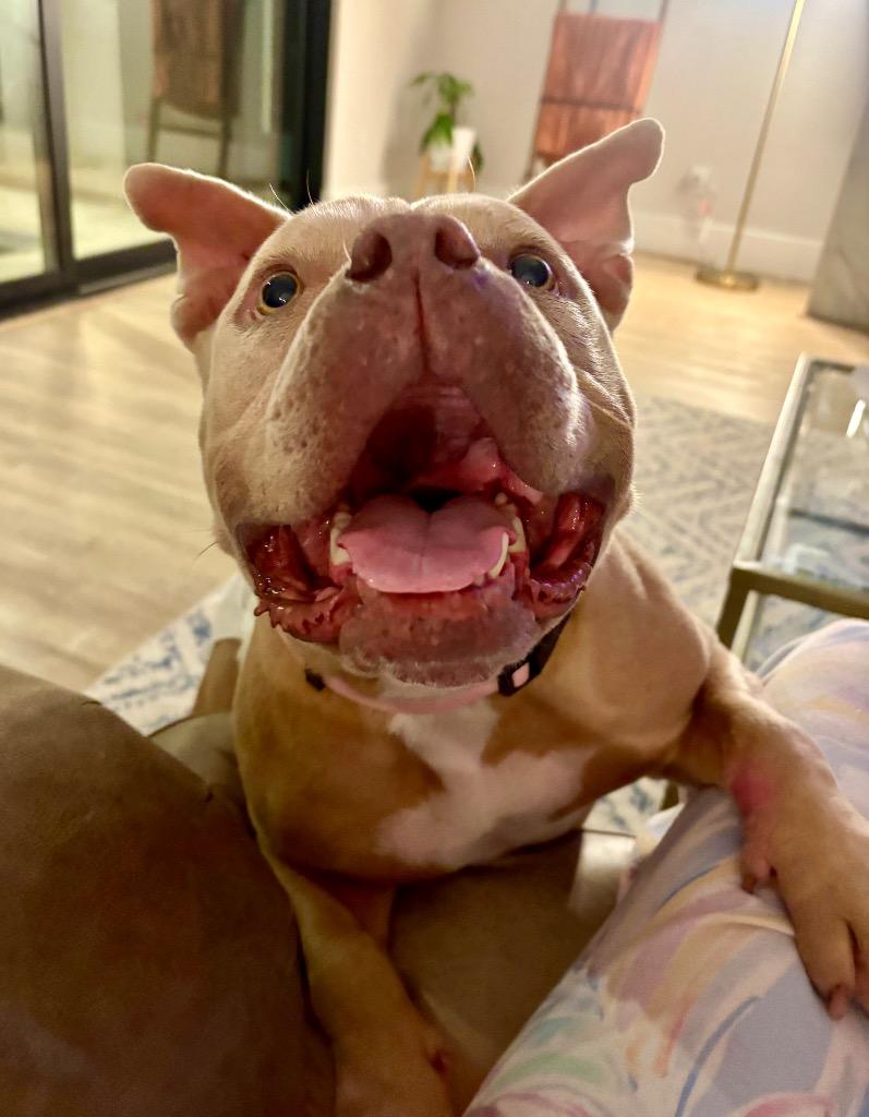 Coconut, a Adoptable mixed breed in Alvin, TX image 2/6