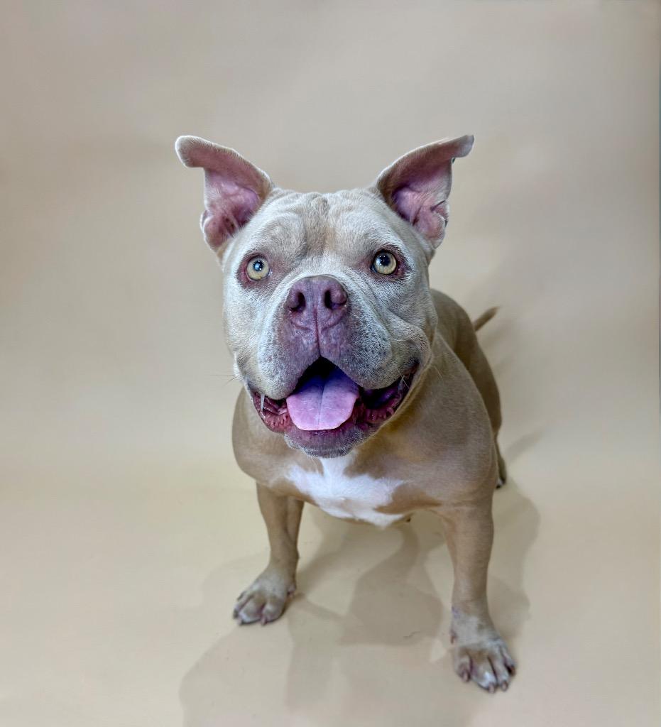 Enlarge Coconut, a Adoptable mixed breed in Alvin, TX image 4/6