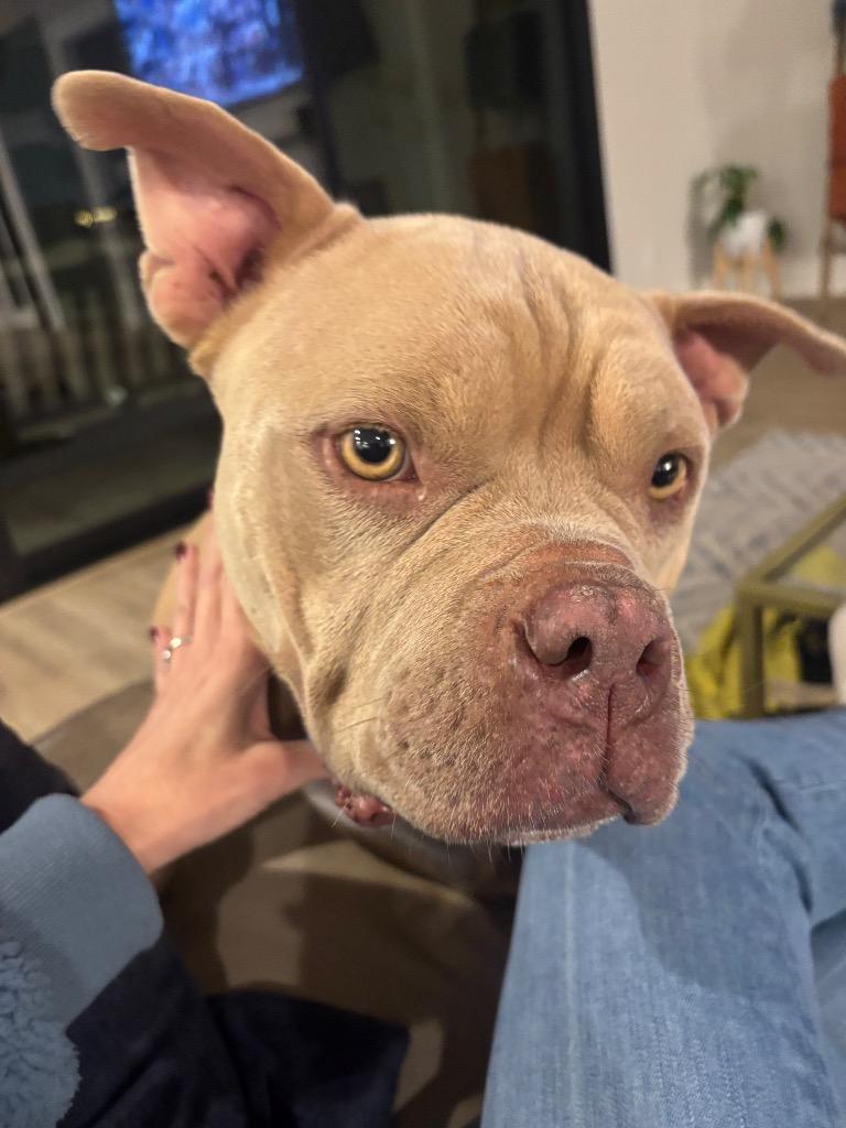 Coconut, a Adoptable mixed breed in Alvin, TX image 4/6