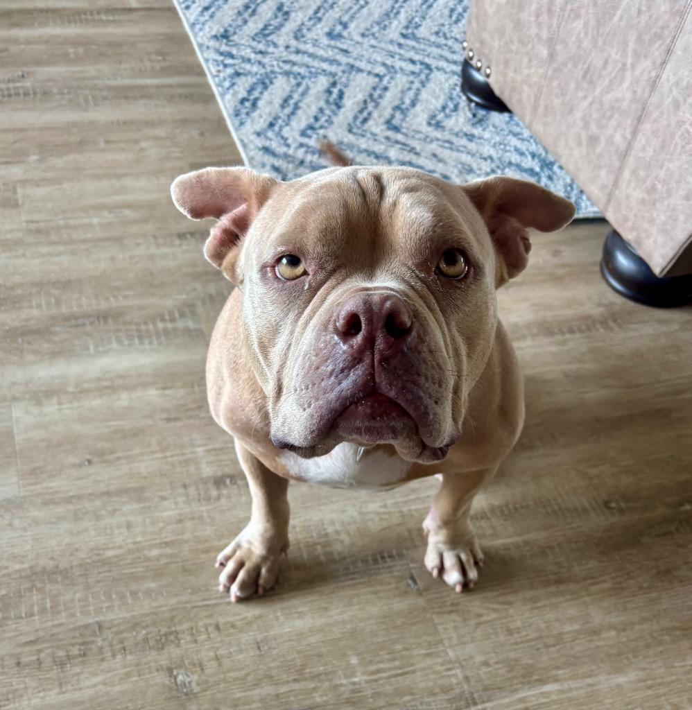 Coconut, a Adoptable mixed breed in Alvin, TX image 5/6