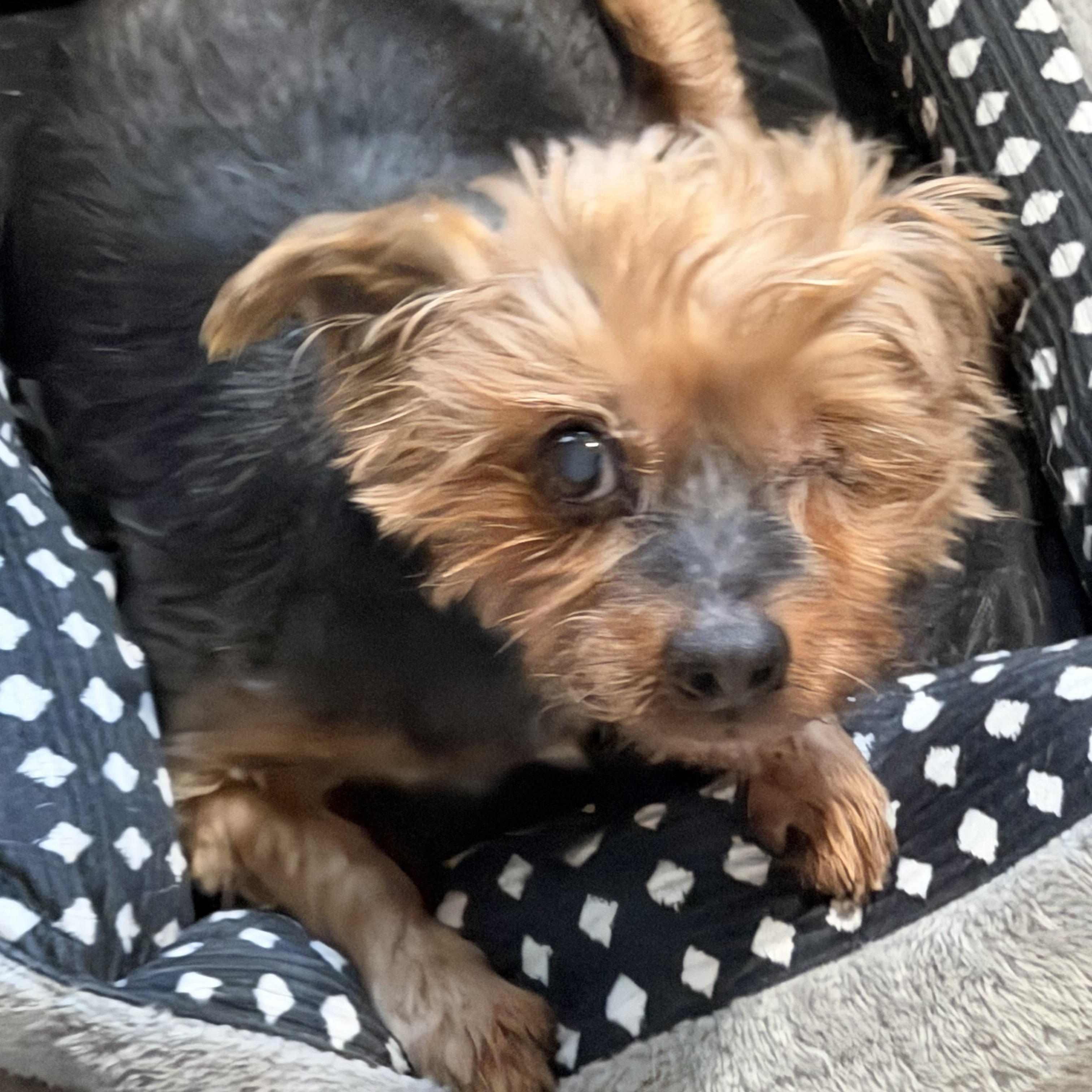 Enlarge Mike, an adoptable Yorkshire Terrier in Grosse Pointe Park, MI image 2/3