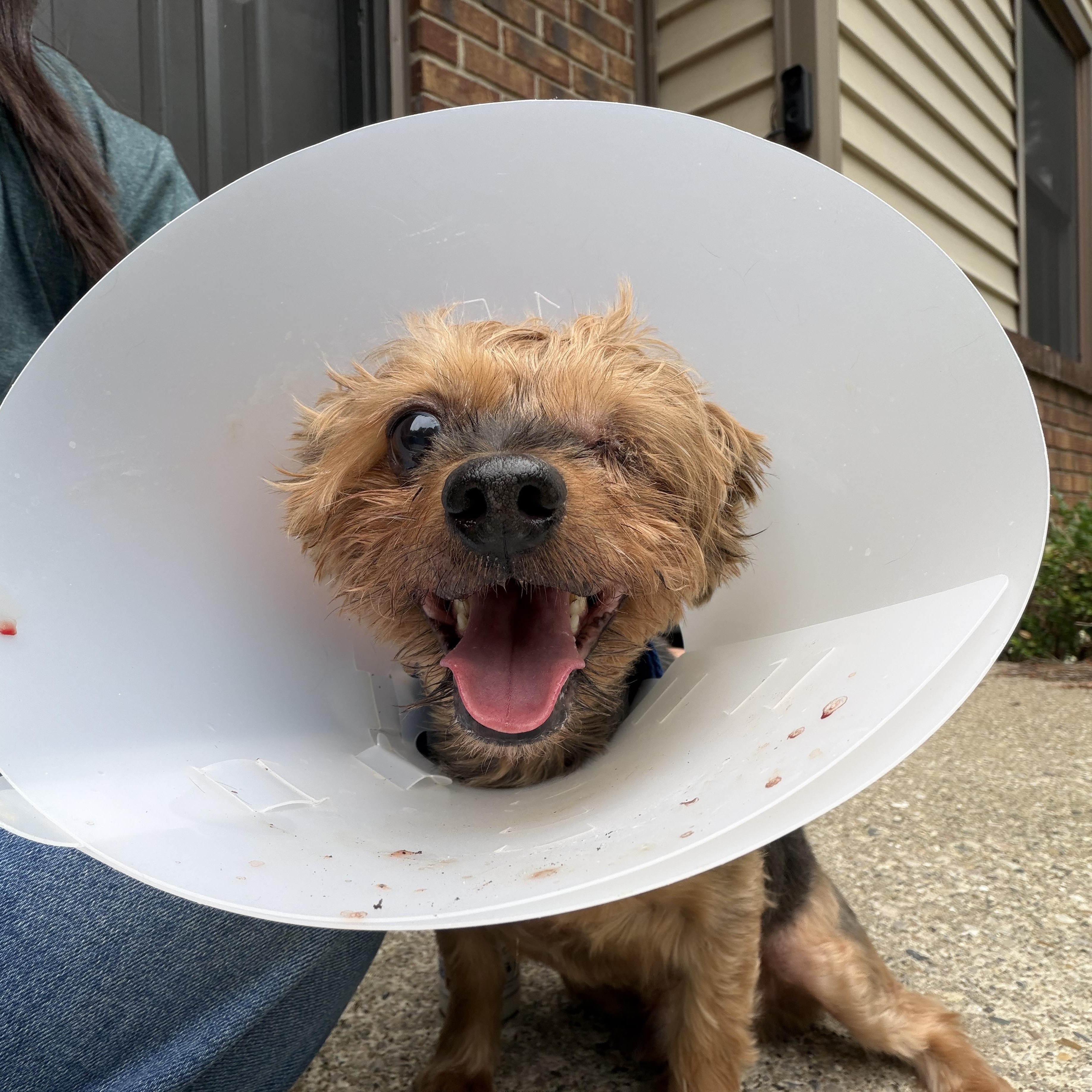 Enlarge Mike, an adoptable Yorkshire Terrier in Grosse Pointe Park, MI image 3/3