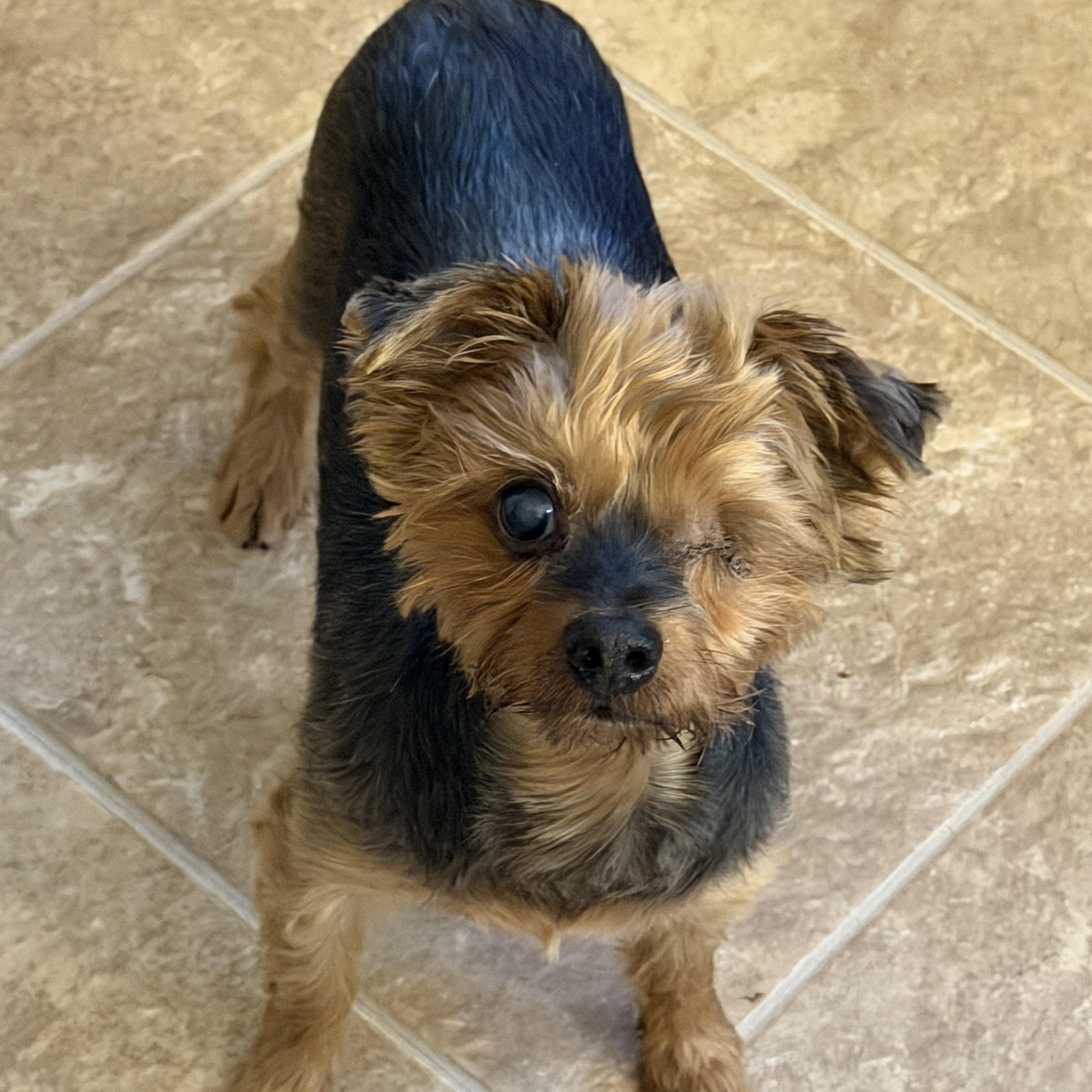 Enlarge Mike, an adoptable Yorkshire Terrier in Grosse Pointe Park, MI image 1/3